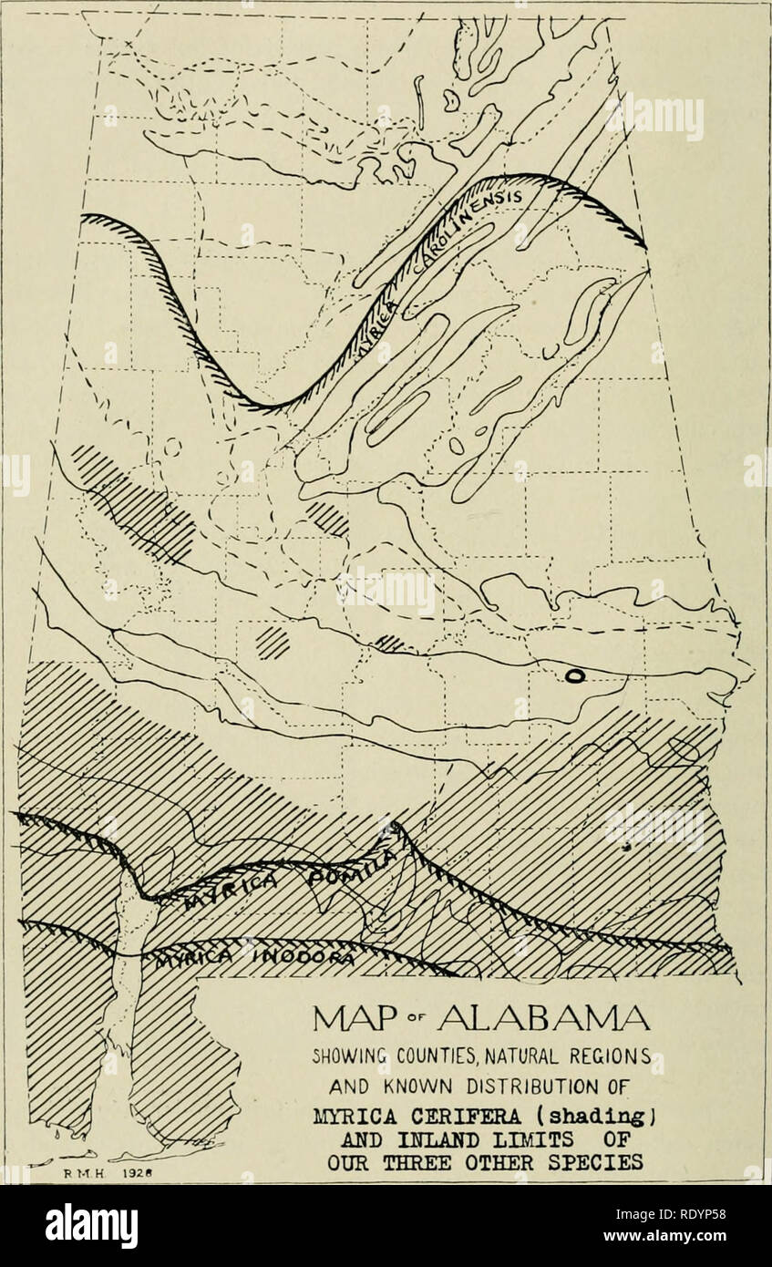 . Economic botany of Alabama. Botany, Economic; Forests and forestry. 98 ECONOMIC BOTANY OF ALABAMA. R M H 192e N4AP °^ ALABAMA 5H0WIN&amp; COUNTIES, NATURAL REGIONS AND KNOWN DISTRIBUTION OF MYRICA CERIFERA (shadingJ AUD BfLAlO) LIMITS OF OUR THREE OTHER SPECIES Map 12. Distribution of our four species of Myrica. The ring in the southern part of Macon County belongs to M. piiinila.. Please note that these images are extracted from scanned page images that may have been digitally enhanced for readability - coloration and appearance of these illustrations may not perfectly resemble the original Stock Photo