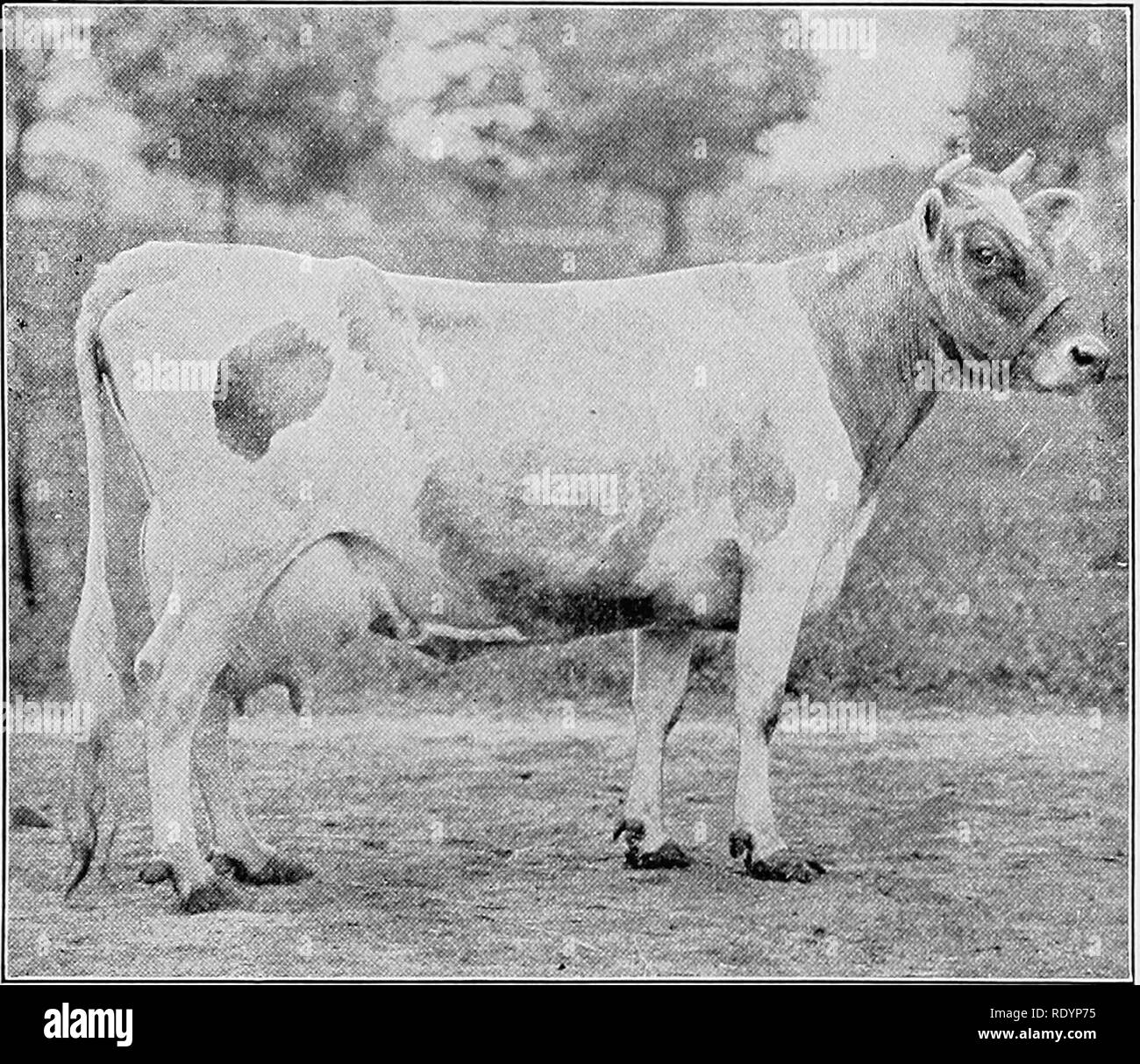 Channel island cattle Black and White Stock Photos & Images Alamy
