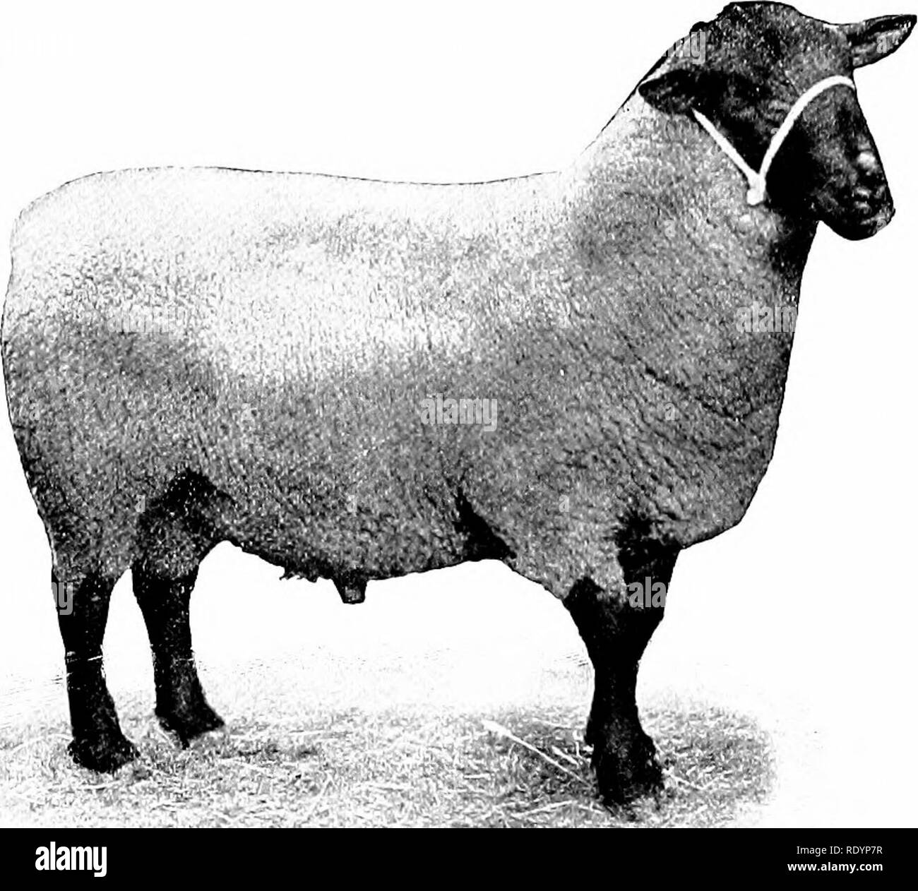 Our Domestic Animals Their Habits Intelligence And Usefulness Tr From The French Of Gos De Voogt By Katharine P Wormeley Domestic Animals The Sheep 177 Leicester Breed Carried The Day Comparing Quot