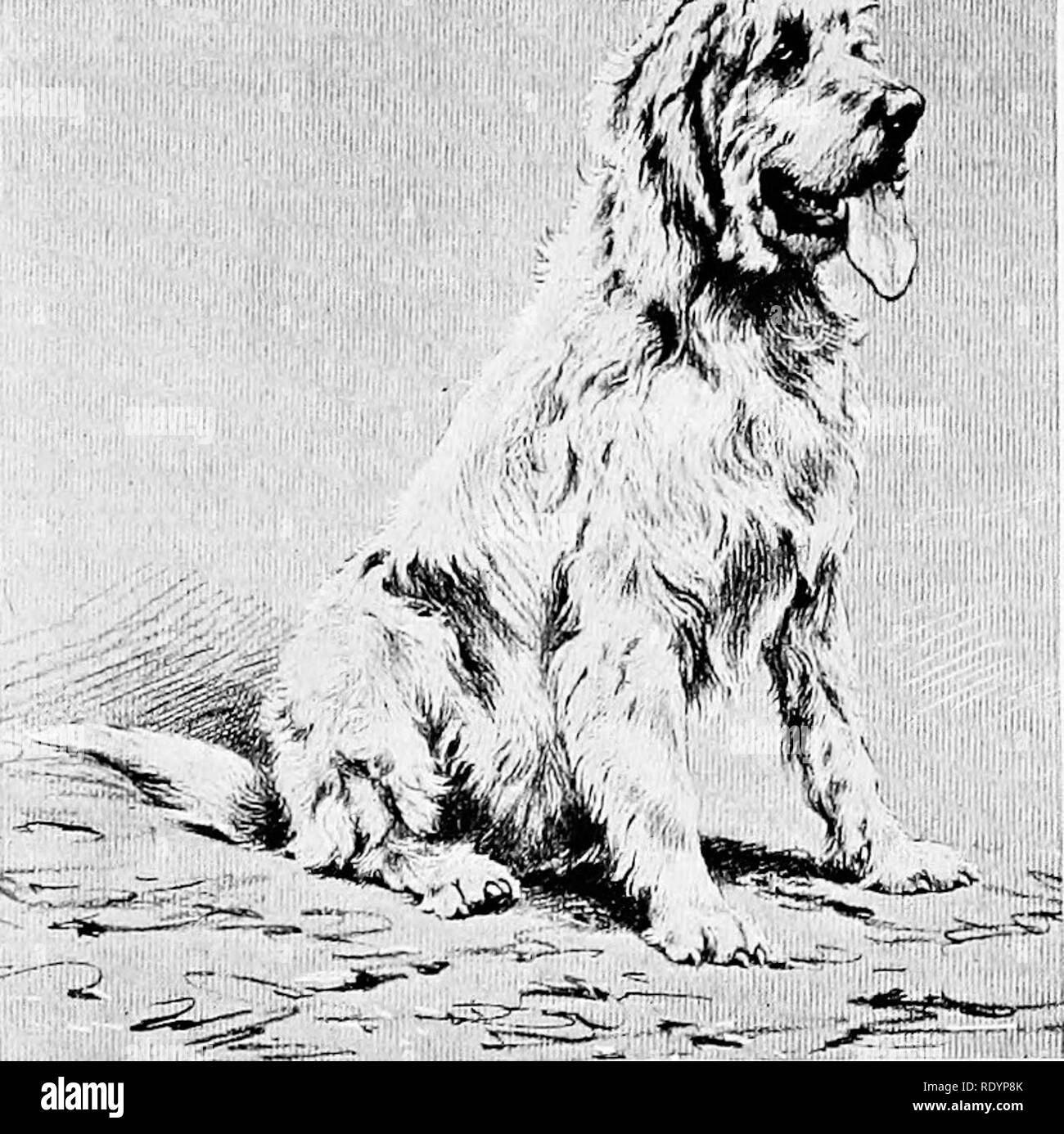 . The new book of the dog; a comprehensive natural history of British dogs and their foreign relatives, with chapters on law, breeding, kennel management, and veterinary treatment. Dogs. FRENCH AND OTHER CONTINENTAL HOUNDS. 487. GRIFFON VENDEEN-NIVERNAIS PISTOLET. PROPERTY OF M. COSTE, LACAUCHE. velvety, folding inwards. The body is long and heavy, broad and muscular, the neck short in proportion and heavily dewlapped. His short coat is harsh, in colour usually white with large brown, black or grizzle patches ; occasionally it is tricolour with a grizzle saddle. The height is often 29 inches,  Stock Photo