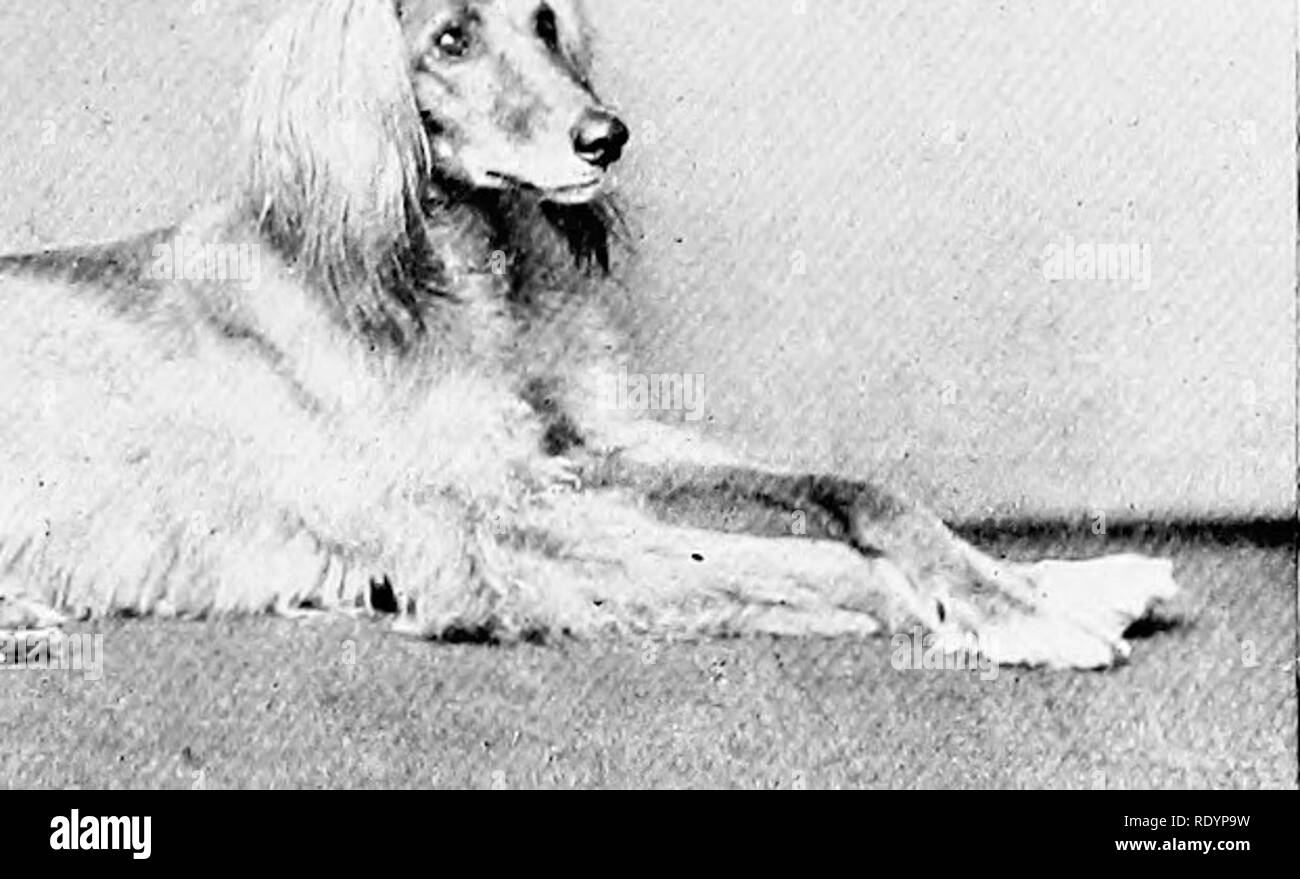 Do Dogs Need Natural Light