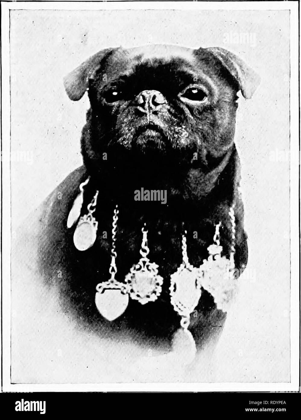 . The new book of the dog; a comprehensive natural history of British dogs and their foreign relatives, with chapters on law, breeding, kennel management, and veterinary treatment. Dogs. 451 CHAPTER LI. THE PUG. BY FREd&quot;^' GRESHAM. &quot; A( morning's call The small-voiced Pug-dog welcomes in the sun, And flea-hit mongrels, wakening one by one, Give answer all.&quot; O. W. Holmes. THERE seems to be no doubt that the fawn-coloured Pug enjoys the an- tiquity of descent that is attached to the Greyhound, the Maltese dog, and some few other en- erable breeds. In Butler's &quot;Hudibras&quot; Stock Photo