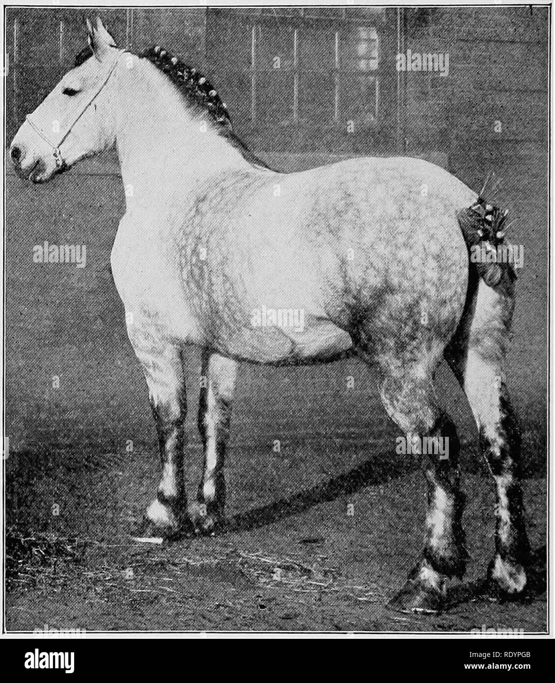 Judging farm animals . Livestock. 124 JUDGING FARM ANIMALS. Fig.  65.—Percheron mare Hysope. Champion International Live Stock Exposition,  1912. (From photograph by Hildebrand.) form. This is one of the most active