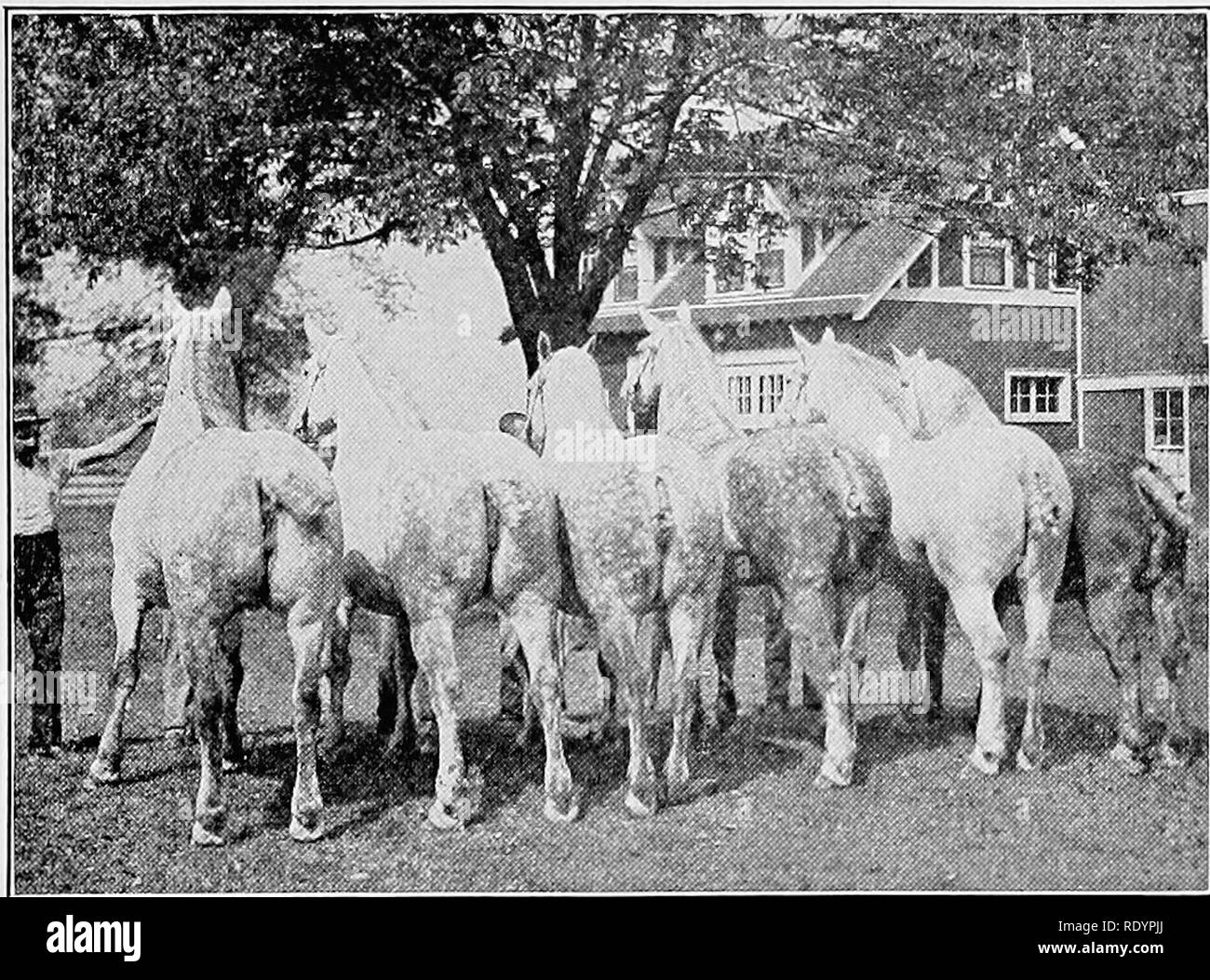 Horse types Black and White Stock Photos & Images - Page 3 - Alamy