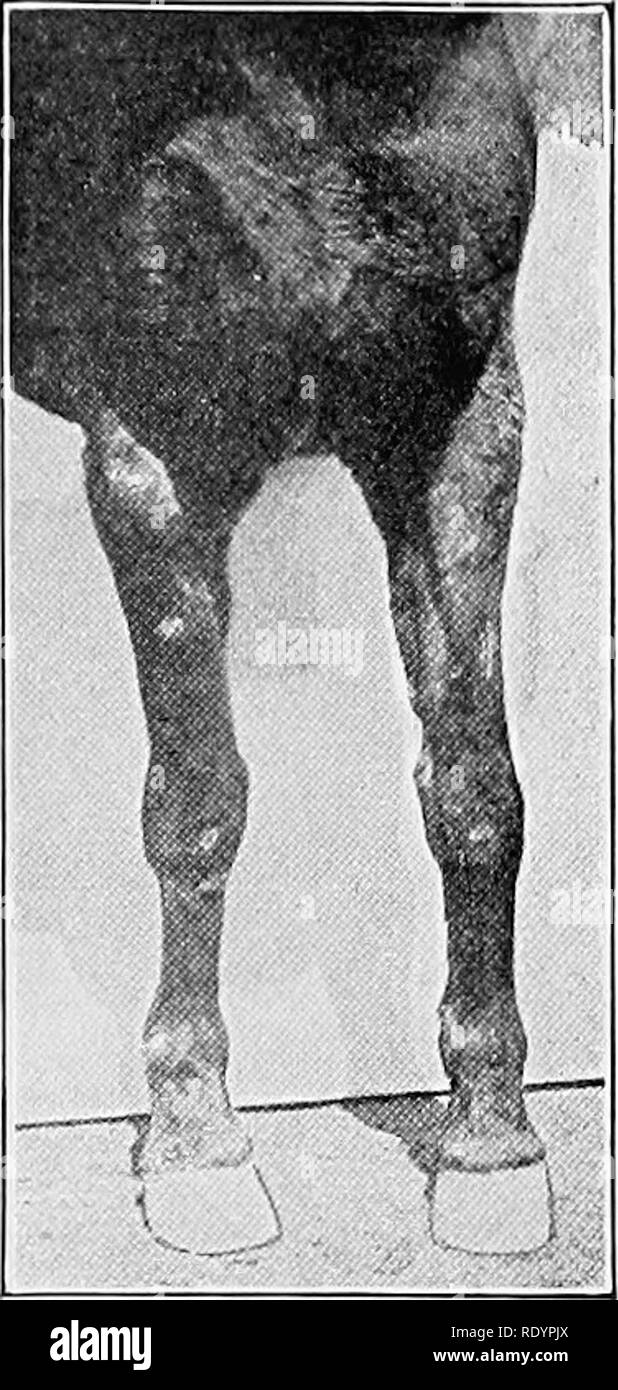 Pigeon Toed Stock Photos & Pigeon Toed Stock Images Alamy