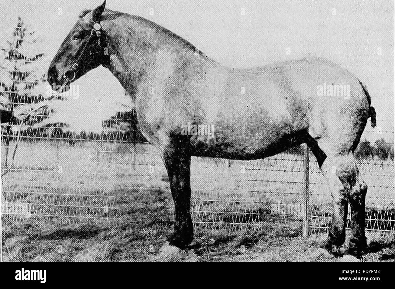 . Judging farm animals . Livestock. THE TYPES AND CLASSES OF HORSES 75