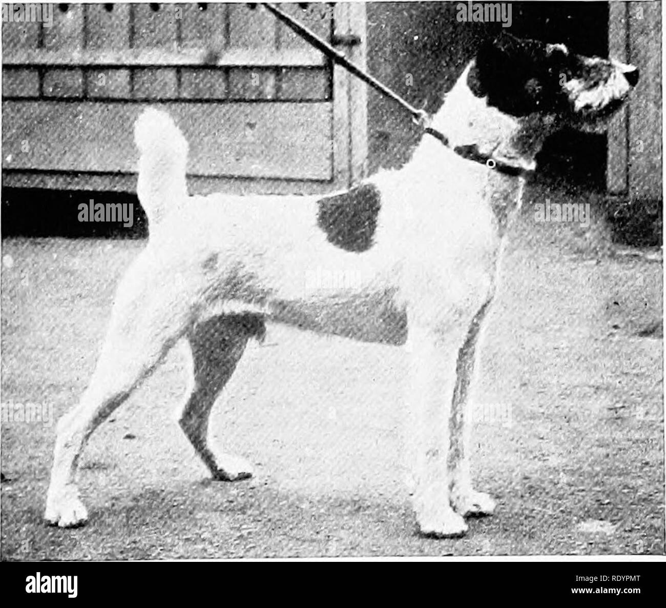 The new book of the dog; a comprehensive natural history of British dogs  and their foreign relatives, with chapters on law, breeding, kennel  management, and veterinary treatment. Dogs. THE WIRE-HAIR FOX-TERKIER.