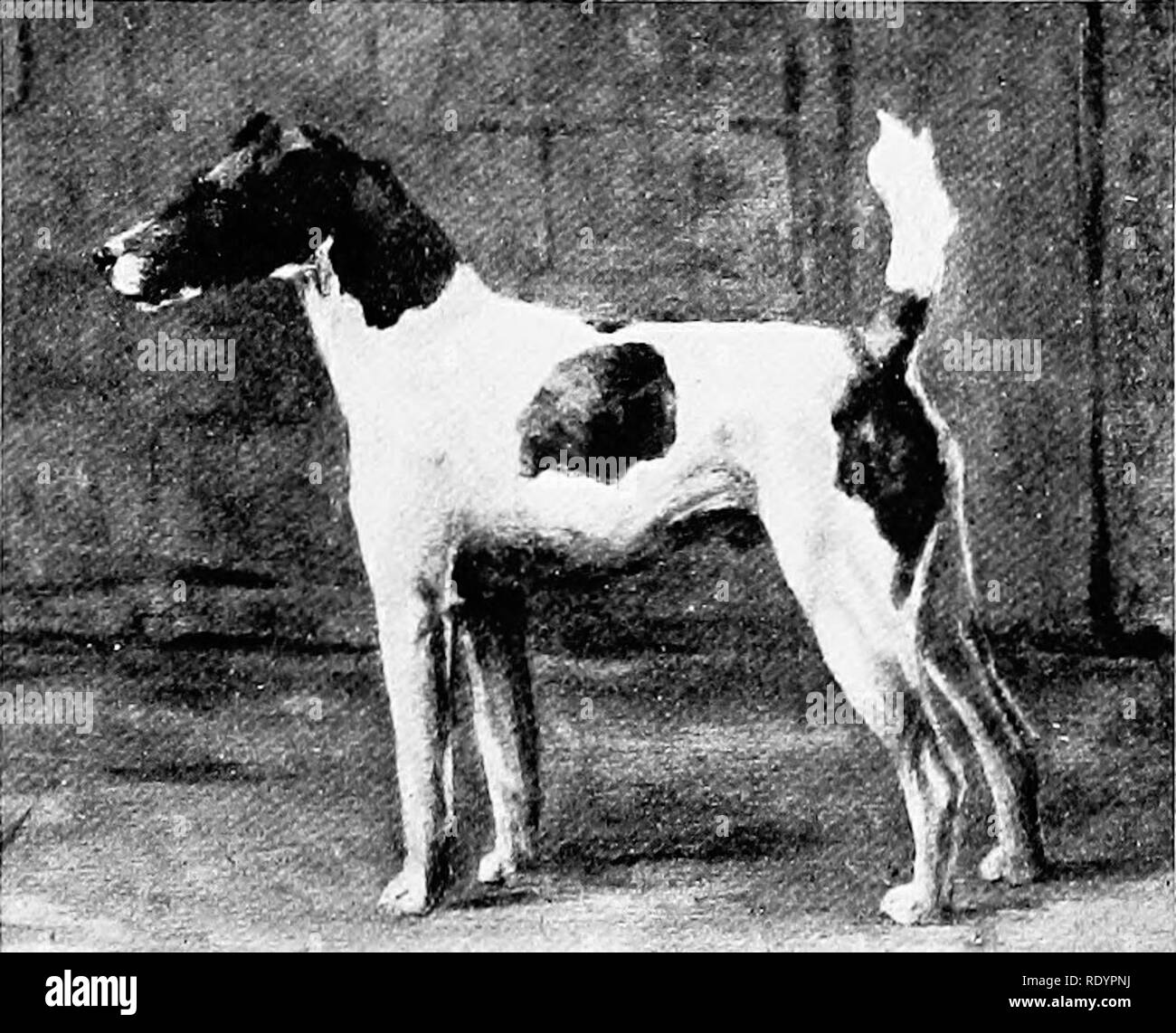 Wild cherry cheap kennels