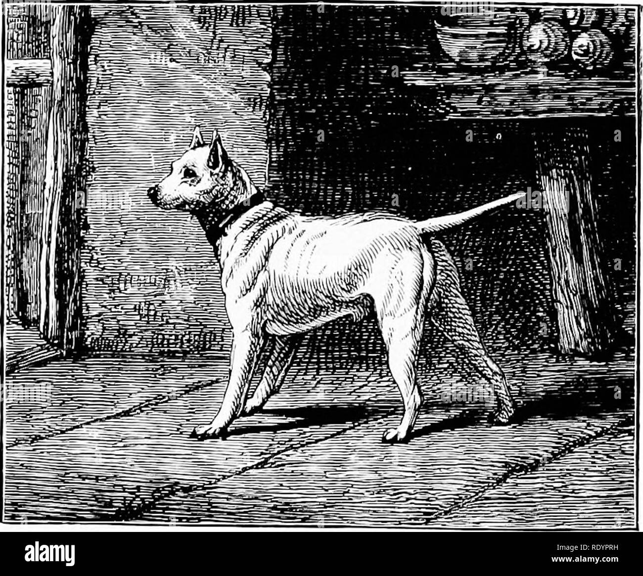 The New Book Of The Dog A Comprehensive Natural History Of British Dogs And Their Foreign Relatives With Chapters On Law Breeding Kennel Management And Veterinary Treatment Dogs 329 Chapter Xxxii