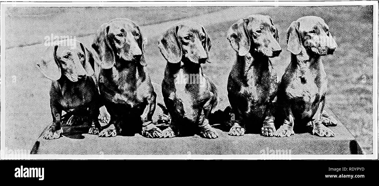 . The new book of the dog; a comprehensive natural history of British dogs and their foreign relatives, with chapters on law, breeding, kennel management, and veterinary treatment. Dogs. 305. AN EXPECTANT TEAM. PROPERTY OF MR. SIDNEY WOODIWISS. Photogyaph by T. Fall. CHAPTER XXVIII. THE DACHSHUND. BY JOHN F. SAYER. &quot; Six years ago I brought him down, A baby dog from London Town; Round his small throat of black and brown A ribbon blue, And vouched by glorious renown A Dachshund true.&quot; —Matthew Arnold. PERSONS unfamiliar with the sporting properties of this long-bodied breed are apt to Stock Photo