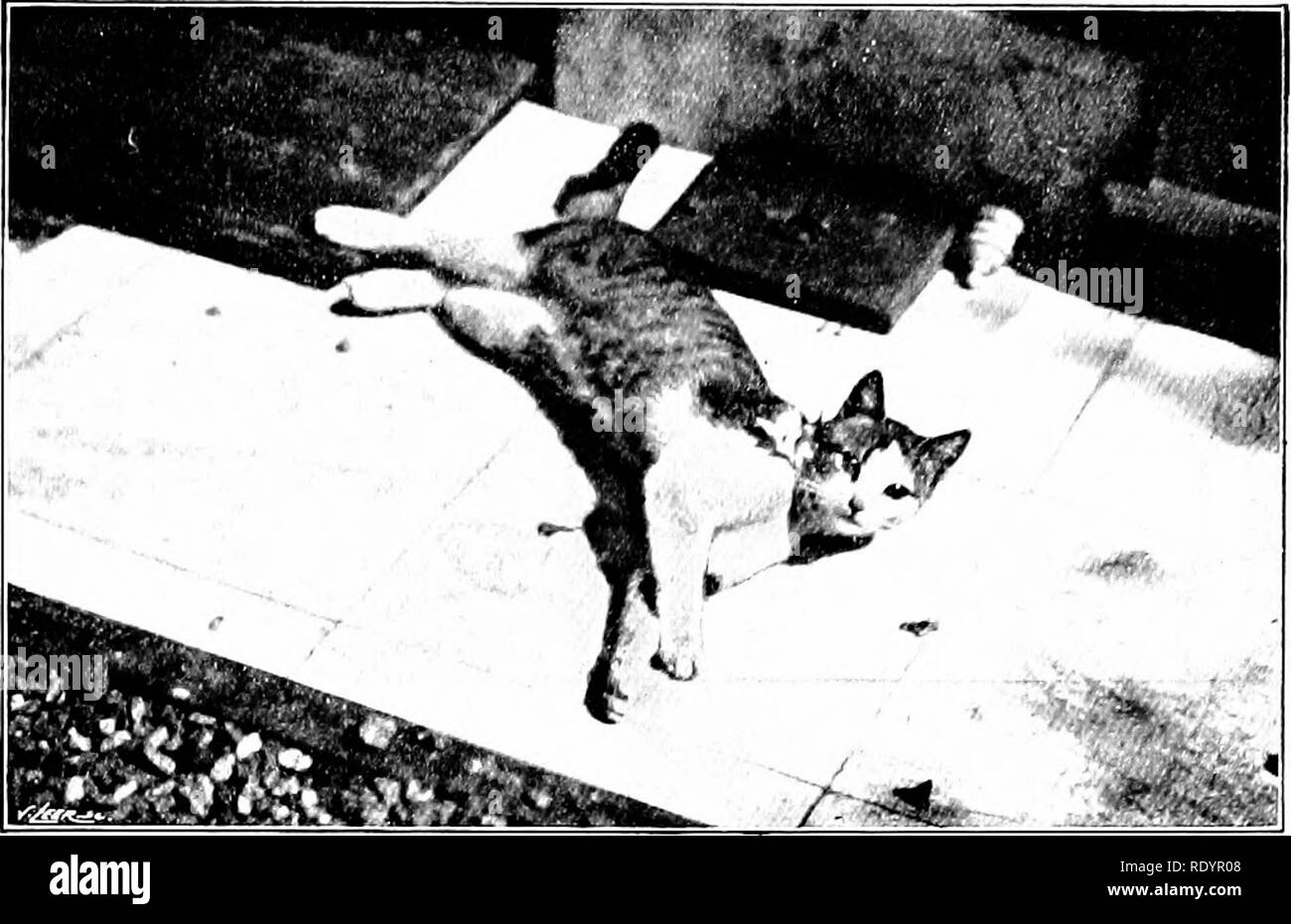 . Our domestic animals, their habits, intelligence and usefulness; tr. from the French of Gos. De Voogt, by Katharine P. Wormeley;. Domestic animals. THE CyT 77 On the other hand, if the approach of the cat is not heard, its eyes betray its presence, especially in the darlc. Yet they are not lan- terns that shed light; their brilliancy is only the reflection of luminous rays that strike upon them. The vascular membrane is covered with a reflecting filmy tissue, which pro- duces, especially at night, when the ]Hipil is most dilated, a sparkling brillianc)-. In daylight the pupil is seen only t Stock Photo