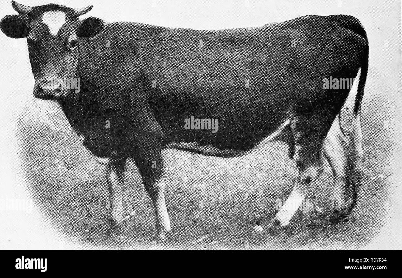 Black Bred Before And After Black Bred Before And After