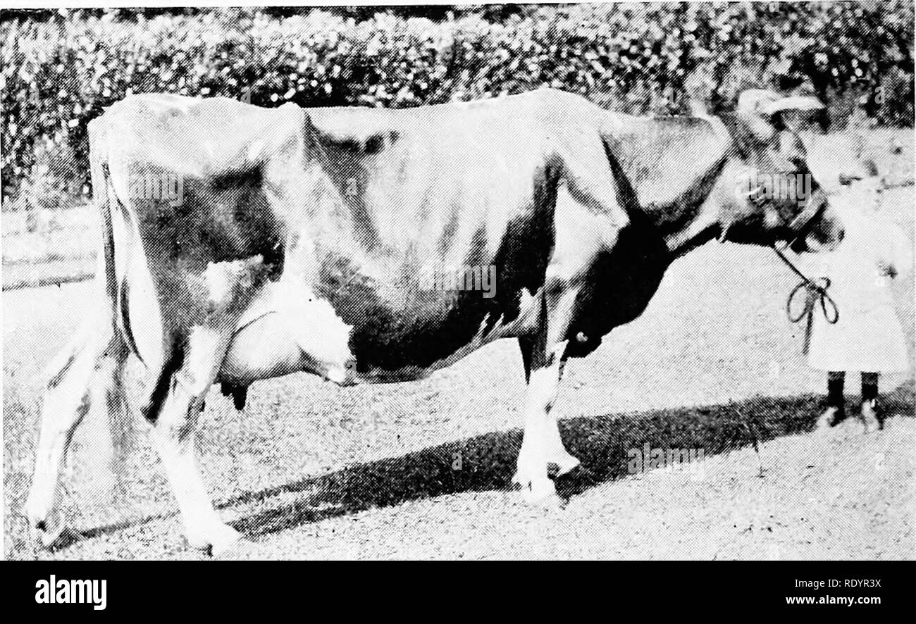 . The Guernsey breed. Guernsey cattle. ,^ss 'iiE Guernsey Breed tember 25, 1907. She was sold by Mr. Martel to Sir H. D. Tich- borne, Bart., Tichborne Park, Alresford, Hants, England, and she was registered in England as Itchen Dairymaid 7688, E. G. H. B. Mr. Tichborne showed her at the R. A. S. E. at Newcastle in 1908, where she won lirst and third prize in the milking contest. She was m- jured in a train accident on the way home from these shows and never recovered. As far as I am able to find she had but two regis- tered calves, one of these being the bull Masher 63, F. S., the best known b Stock Photo