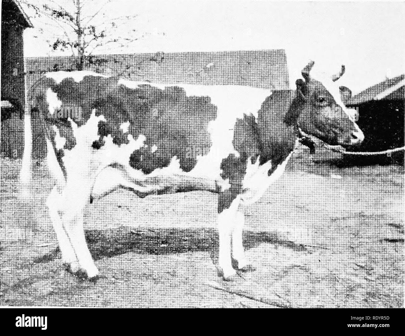 . The Guernsey breed. Guernsey cattle. 354 The Guernsey Breed Imp. Brunette II du Carrefour 31960, A. R.—A 454.23 May Lad 2717,P. S. (R. G. A. S.), A. R. sire of Imp. Bountiful of Anna Dean Farm 46912, A. R. 3098, F 419.70 Imp. Elliott's Fatcination III 47150, A. R. 3743, E 466.13 Jedetta 11966, A. R. 227. Imp. Annatto 3887 Sire of Jcdctta, 451.07 lbs. fat. Ringleader 590, P. S 1st prize, R. G. A. S. 1891. 1st prize, R. G. A. S. 1892. ^Vrangue's Favorite IV 1923, P. S Derita 7668 -Ampere 2990 .Abilene 5651 Advantage 463, P. S. 1st prize, R. G. A. S., 1888. Unity 1576, P. .S. Ist prize, R. G. A Stock Photo