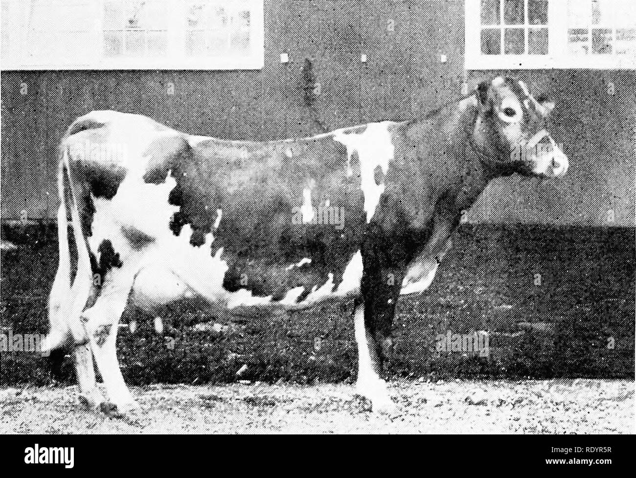 . The Guernsey breed. Guernsey cattle. The Guernsey Breed 345 t'rease of Haddon 28923, A. R. 1427, C 407 43 Hyacinth of Haddon 27337, A. R. 2224, A '.'..... 464.49 ( ilenvood's Combination VIII 12550, A. R. sire of Caprice of Haddon 24332, A. R 1347, G 479.37 Caprice of Haddon 24332. A. R. 1347, A (reentry) .. 625 49 Echo of Wasteland 24447, A. R. 1479 G 271 75 Vega's Darling 24448, A. R. 1753, E 343^77 Queenie of Haddon 24494, A. R 2500, G 377.64 Winsome of Haddon 36966, A. R, 2649, (', ,, 314 00. 4*K^^^^'^fW'' Glenwood Girl 8th 10830, A. R. 5, B. Gubanola of Haddon 36128, A, R. 3155, G 404. Stock Photo