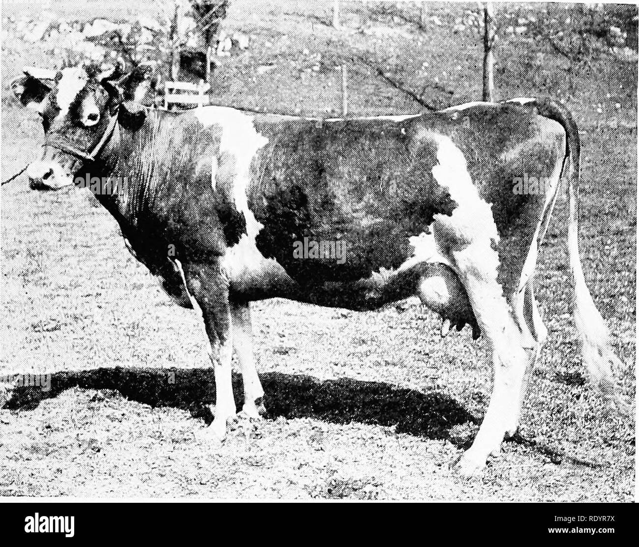 . The Guernsey breed. Guernsey cattle. The Guernsey Breed 317. Imp. Lady Blanche 11 of the Ilougues ilagues 33062. Imp. Masher's Sequel 11.462, A, R. sire of Imp. Lady Archer XII 17559, A, R. 473, E 408.69 dam of Sir Masher 11082, A. R. sire of Sunnyside Marie 42697, A. R. 2506, G 429.18 Masher's Florence of Sunnyside 26743, A. R. 2651, C 434.09 Sir Masher's Josephine of Sunnyside 37560, A. R. 2863, G. 347.83 Archer of Chilmark 13376, A. R. sire of Archer's Golden Lenore 32636, A. R. 2753, F 361.43 Chilmark's Replica 36259, A. R. 3083, G 425.72 Archer's Queen of Chilmark 32629, A. R. 3015, E 3 Stock Photo