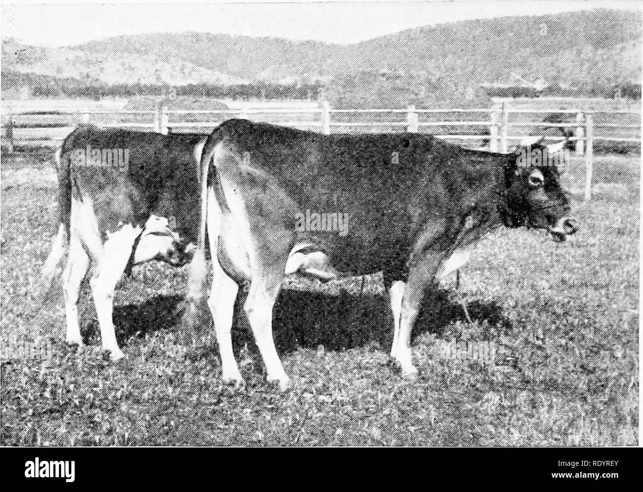 . The Guernsey breed. Guernsey cattle. 262 The Guernsey Breed. -'* ST;-- MiRnonette 7th 114 fAustralian Guernsey Her-l Cook) an.l La (&quot;olomlit 3d 92 (Australian Guernsey Herd Book). First named in foreground, daughter of Masher 63, R. A. A. S. Ruby, the dam of Coral, gave 6,810 pounds milk, which yielded 287 pounds butter in a milking period of 321 days. The summary goes on to say that, as far as the records go, the Guernsey has produced the best results of all the dairy breeds used in the crosses. More work has been done with the Guernsey than with the other breeds but some work was done Stock Photo