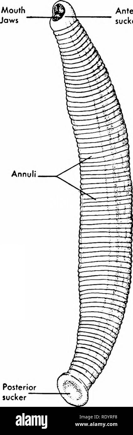 Principles of modern biology. Biology. Fig. 32-26. One of the sandworms  (Neanlbes). Phylum Annelida; Class Polychaeta. Note the un- jointed  appendages (parapodia) and the numerous bristles (setae). Left specimen,  ventral aspect;