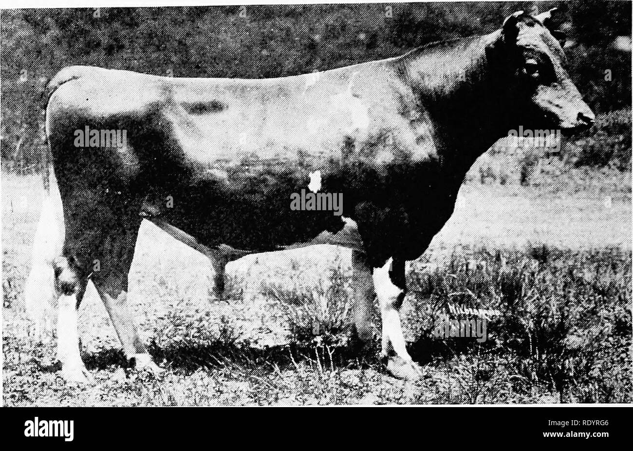 . The Guernsey breed. Guernsey cattle. 234 The Guernsey Breed. Langwater Advocate 2051-1—first prize, National Dairy Show, 1914. 4th Elmer of Sarnia 28125—Charles L. Hill. 5th Langwater Saracen 2S060—F. Lothrop Ames. 6th Langwater Crusader 28059—F. Lothrop Ames. Bull Calt under Six Months — 1st Langwater High Fiver 30365—F. Lothrop Ames. 2d Ladysmith's Cherub 30760—W. W. Marsh. 3d Westmoreland Glenwood Strong 30575—jL H. Tichenor. 4th Lady Robert's Souvenir 28945—W. W. Marsh. 5th Rex of Midlothian 30295—Maple Farm of Midlothian. 6th Royal of Bailey Falls 30433—Bailey Falls Farm, Oglesby, 111. Stock Photo