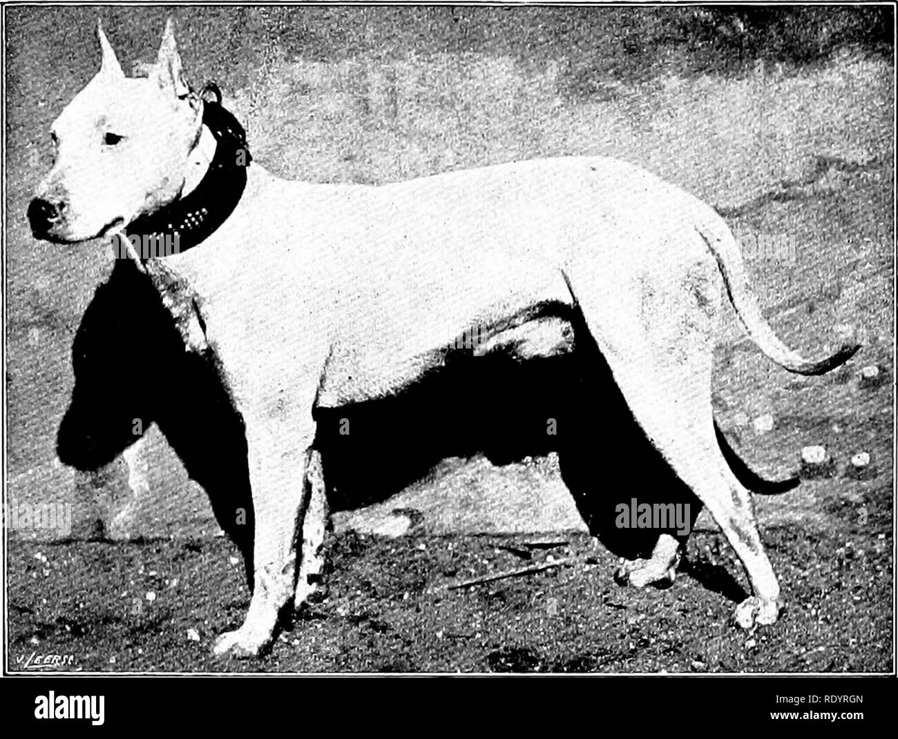 Our domestic animals, their habits, intelligence and usefulness; tr. from the French of Gos. De Voogt, by Katharine P. Wormeley;. Domestic animals. OUR DOMESTIC ANIMALS. Bull Tlrkilr The bull terrier and Our domestic animals, their habits, intelligence and usefulness; tr. from the French of Gos. De Voogt, by Katharine P. Wormeley;. Domestic animals. OUR DOMESTIC ANIMALS. Bull Tlrkilr The bull terrier and