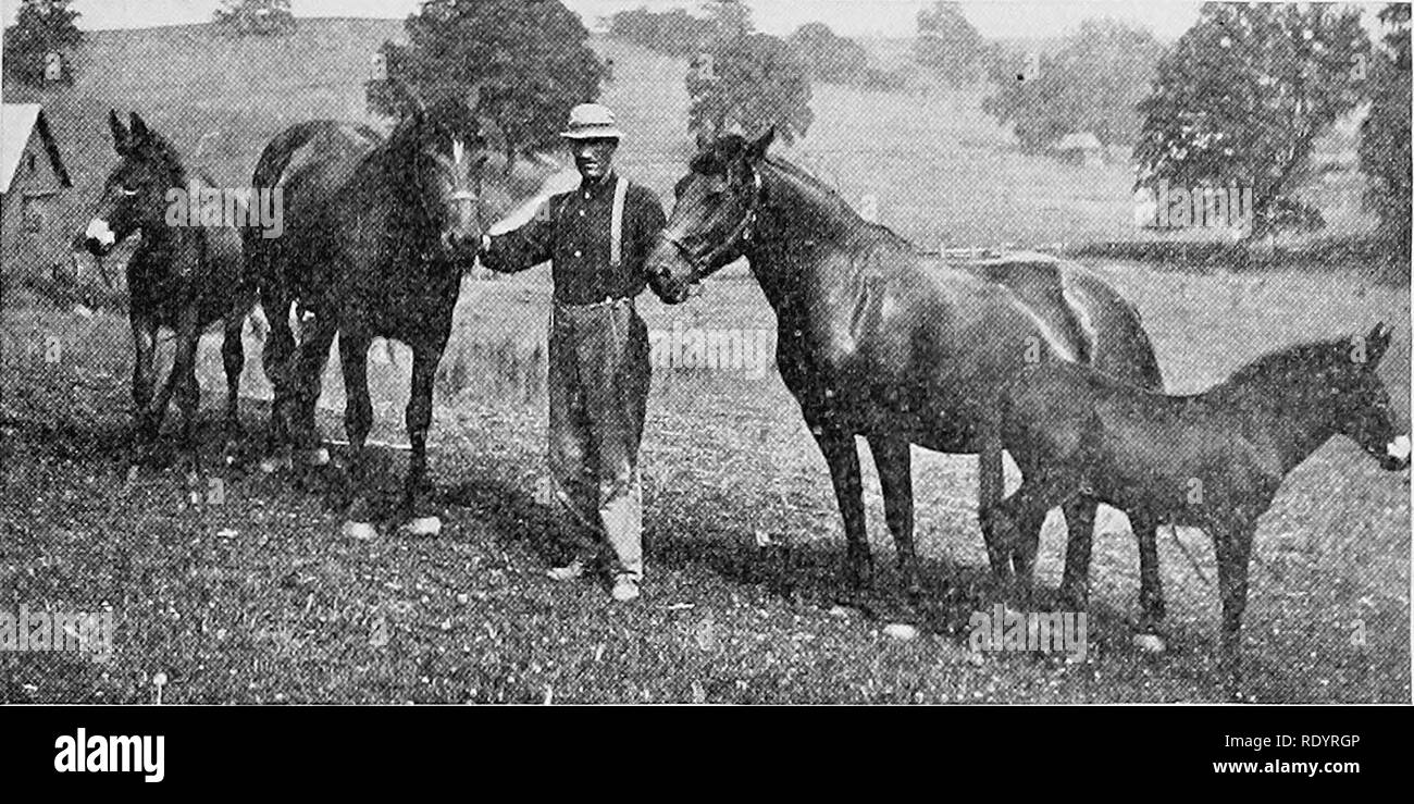 Mule Breeding Mare Horse