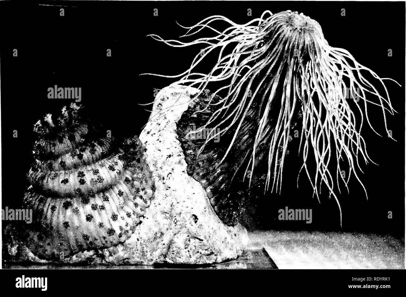 Principles Of Modern Biology Biology The Animal Kingdom 631 Fig 32 7 A Sea Anemone Phylum Coelenterata Class Anthozoa This Glass Model Shows One Expanded Speci Men On The Right With