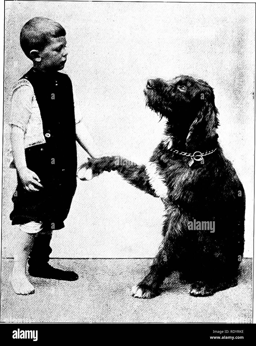 Wiry Haired Dog Black And White Stock Photos Images Alamy