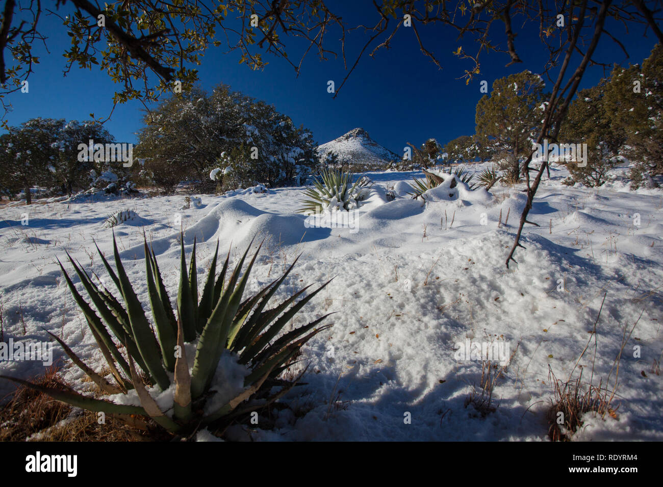Snowy landscape in the Coronado National Forest in New Mexico's remote