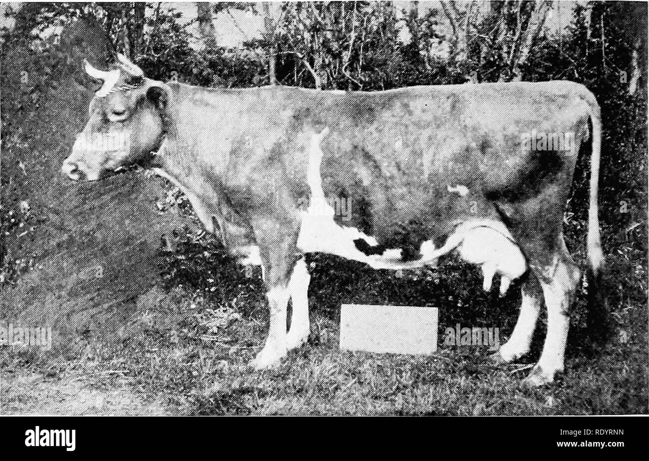The Guernsey Breed. Guernsey Cattle. 172 The Gi'ernsey Breed Tests, The  Test To Be Conducted On Much The Same Basis As Our Advanced Register  Records Are Made. They Refused His Gift
