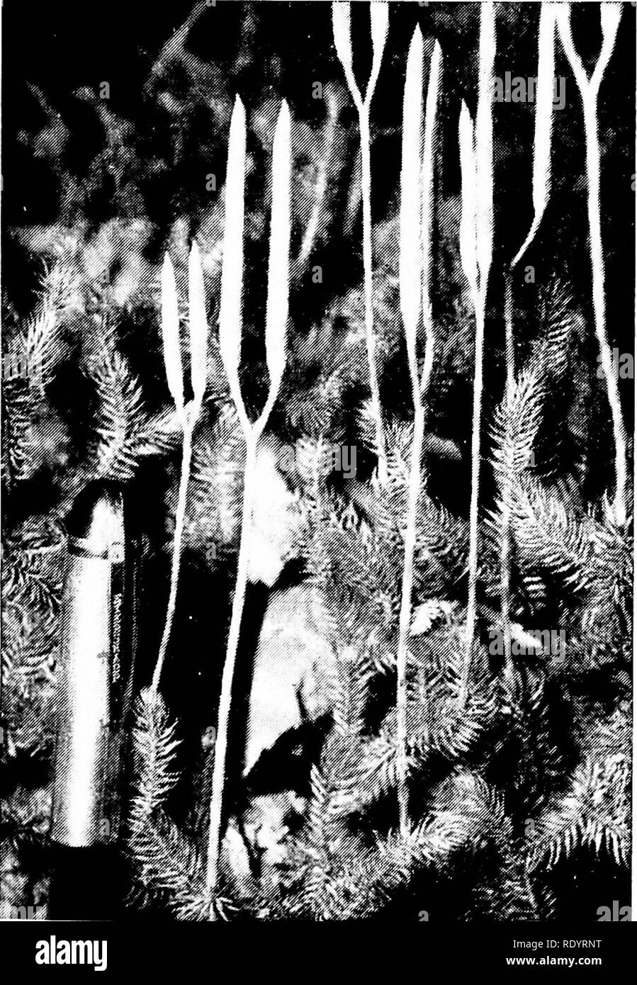 Principles Of Modern Biology Biology The Plani Kingdom 613 Carboniferous Period Indeed Some Lycop Sida Achieved The Form Of Gigantic Trees See Fig 29 13 Moreover It Is Known That Accu