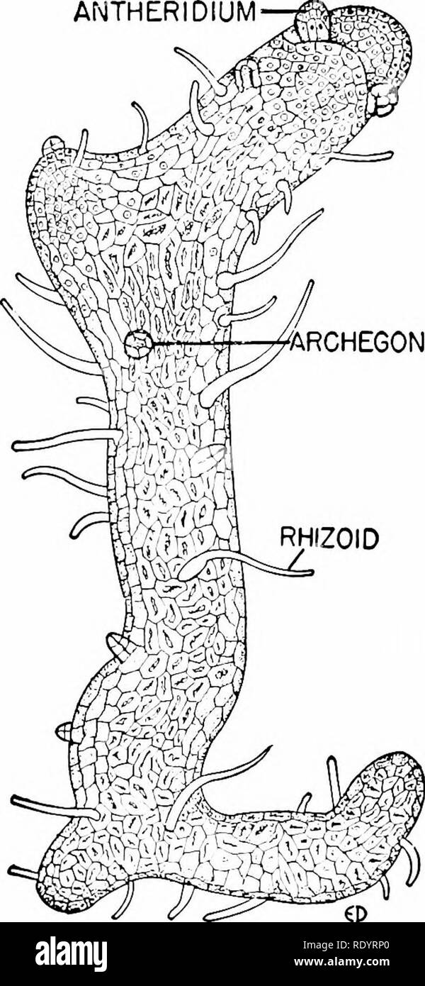 . Principles of modern biology. Biology. ANTHERIDIUM- /ARCHEGONIUM. Fig. 31-19. Psilotum, one of three surviving kinds of psilops'dan plants. Such specimens, which are only 2 to 3 feet tall, are sometimes exhibited by botanical gardens as &quot;living fossils.&quot; Note that the sporophyte (left): (1) has a horizontal underground stem without any roots; (2) has very small scalelike &quot;leaves&quot;; (3) dis- plays a primitive dichotomous manner of branching; and (4) bears a number of three-lobed sporangia in the axils of some of the leaves. The gametophyte (right) is a semimicroscopic thall Stock Photo