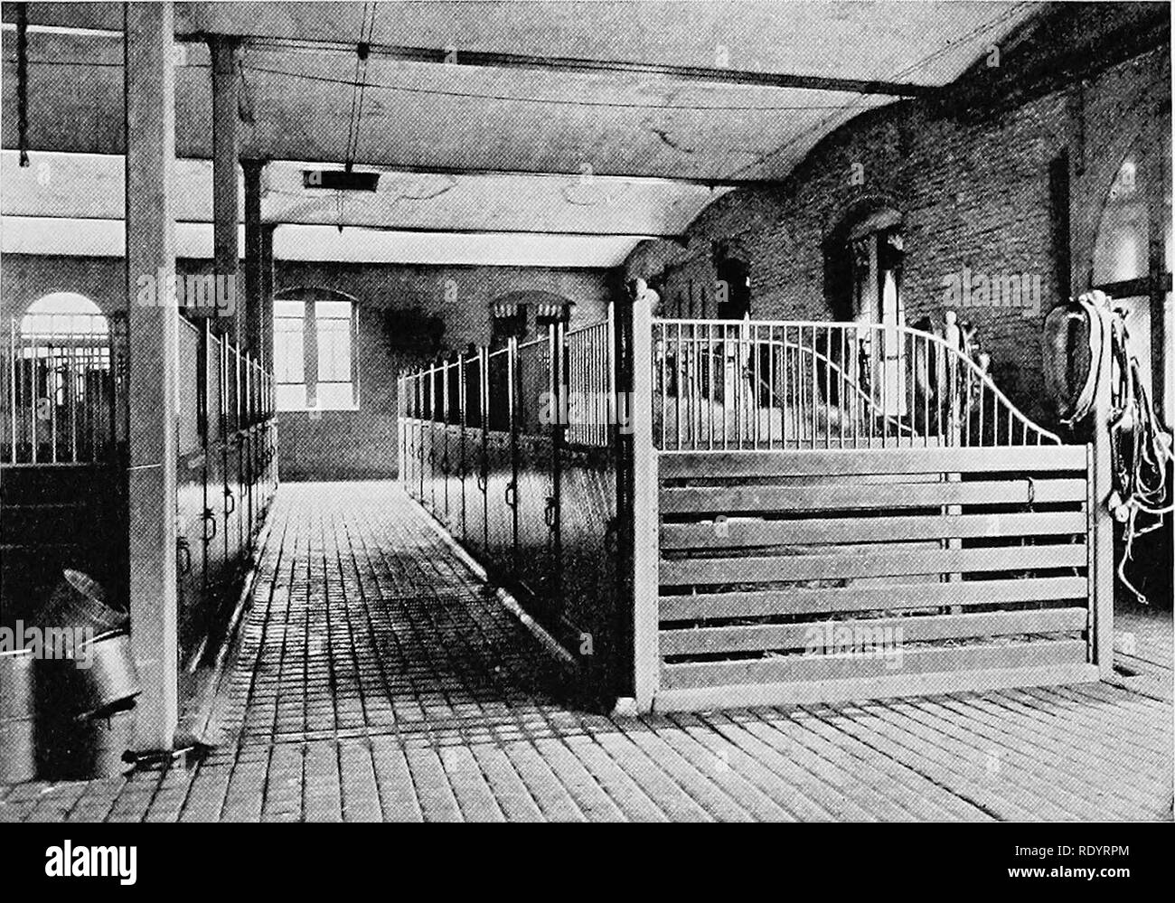 . Productive horse husbandry. Horses; Horses. Fig. 130.—A model work horse stable, showing width of stalls, corrugated concrete floors, wooden racks in stall floors, width of alleys, drains and ventilating flues.. ^mi Fig. 131.—-A model work horse stable, showing length of stalls, open partitions and front doors, the latter being a convenience for caretakers and obviating the danger of back- ing heavy horses on slinnerv flonrs.. Please note that these images are extracted from scanned page images that may have been digitally enhanced for readability - coloration and appearance of these illu Stock Photo