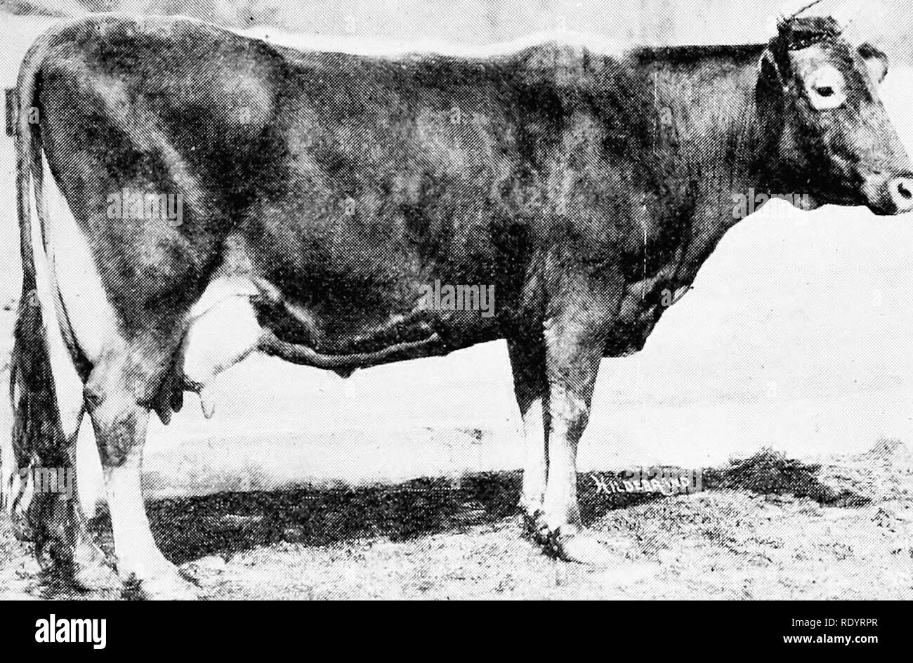 . The Guernsey breed. Guernsey cattle. The Guernsey Bkeiu 167 in this book, though, of cfturse, all would a,L;ree that the piili- lication of such records is the nmst important factor in the development of the breed today. To show the deelopmcnt of the work, however, the followin.t;- list is Rien of the cows that once were leaders in the several classes:. Murne Cowan 19597—A R. 1906—yearly record, J4,008 pounds m pounds fat. Class A—Cows Over Five Years of Age. Pounds milk 1901 (;lenwooil Gnd VI 9113, A. R. 1 12,183.33 1903 Charmantc of the Cron 1444J, A. R. 74 11,S74.08 1904 Imp. Haves Rosi Stock Photo