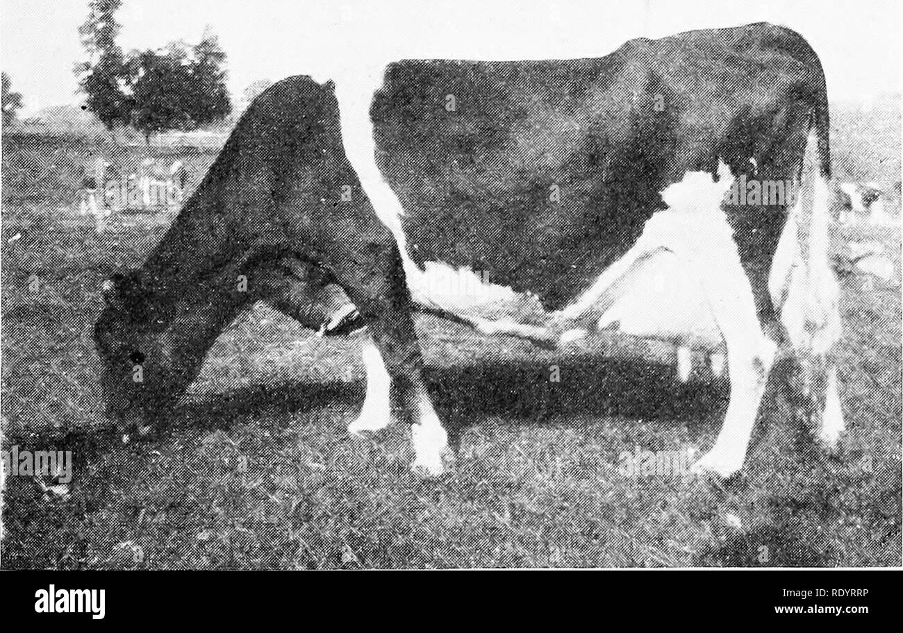 . The Guernsey breed. Guernsey cattle. The Guernsey Bkeei 161 E. T. Gill, Haddonlield, N. J.- Glenwood Girl VI 9113 Lucretia's Daughter 11256 Lucretia of Haddon 10831 Herds. 3-24-1900 Glenwood Girl VIII 10830. Glenwood Girl VII 9114 . .. -24-1900 -29-1899 2-2-1900 -20-1900 -24-1901 7-1899 -24-1900 Totals Averages Geo. D. Hill &amp; Son, Rosendale, M'is.- Primrose's Tricksey 7236 Gypsv of Racine 9639. Lady Bishop 6518 Lady Benjamin 9805. Nounon 6569 1-14-1900 12-12-1900 .. 11-19-1 4-16-1900 3-5-1901 4-15-1900 5-8-1900 4-6-1901 4 11 12,184.33 11,084 63 9,710.25 11,310.13 9,178.83 53,468.17 10,69 Stock Photo