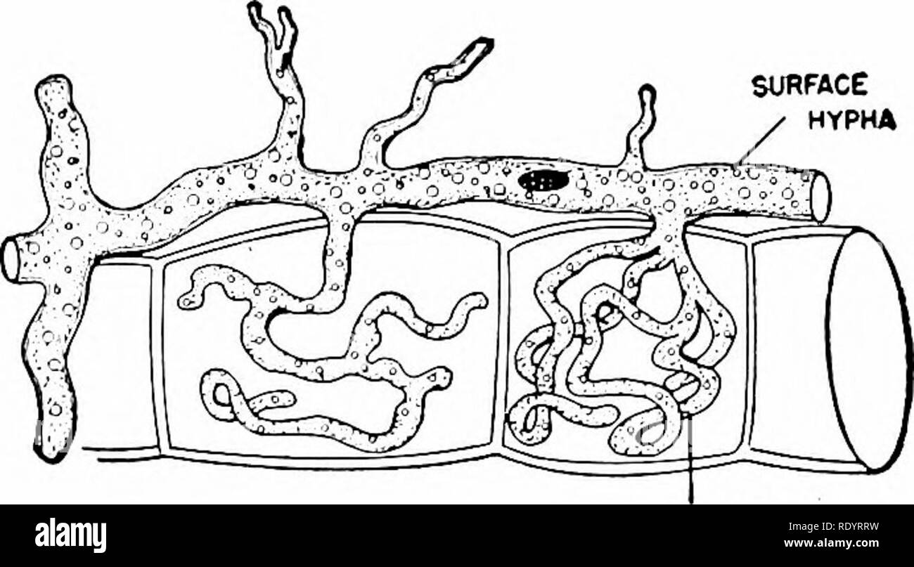 . Principles of modern biology. Biology. 604 - Heredity and Evolution potatoes are both caused by parasitic slime molds. The evolutionary relationships of the slime molds represent a puzzling problem. It does seem clear, however, that the Myxo- mycophyta separated off from all other groups at a fairly early time (Fig. 29-11). The Eumyeophytes (True Fungi). This very large phylum consists of more than 75,(100 widely varying species. Most of these higher fungi are saprophytic, although there are quite a few parasitic species. A great major- ity are multicellular and in most cases the cellular or Stock Photo