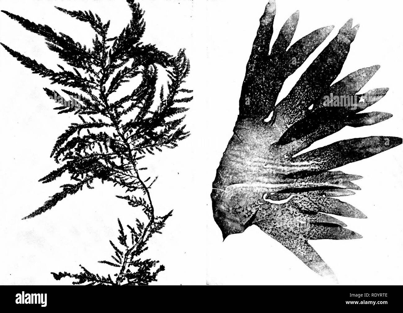 . Principles of modern biology. Biology. The Plant Kingdom - 601. Fig. 31-6. Two of the red algae (Rhodophyta). Many red algae live in deep quiet waters. These have a deli- cate form, such as is displayed by Dasa plumosa (left). However, some, such as Rhodomenia palmata (right), live in the more agitated tidal zone and these are apt to show a sturdier form. (Courtesy of the American Mu- seum of Natural History, New York.) adding another layer of stony material, may gradually build up and extend a reef enor- mously. Moreover, the algae provide an effec- tive hiding place for coral animals (p. 6 Stock Photo