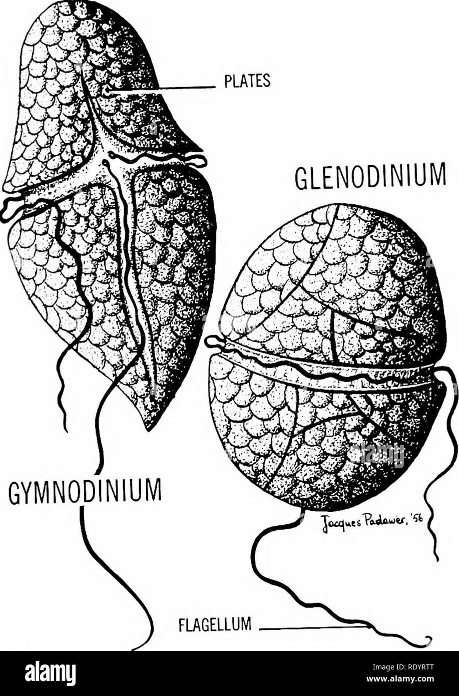 . Principles of modern biology. Biology. The Plant Kingdom - 599 PLATES. Fig. 31-4. Flame algae (Pyrrophyta). The dinoflagel- lates (shown above) are the most important of the flame algae. Note the unique arrangement of the flagella and the overlapping cellulose plates. Some dinoflagellates produce toxic substances and are re- sponsible for &quot;mussel poisoning&quot; and &quot;red tides&quot; (see text). the millions when an upsurging population of dinoflagellates becomes so great that it is described as a &quot;red tide.&quot; Also &quot;mussel poi- soning&quot; may result when people eat m Stock Photo