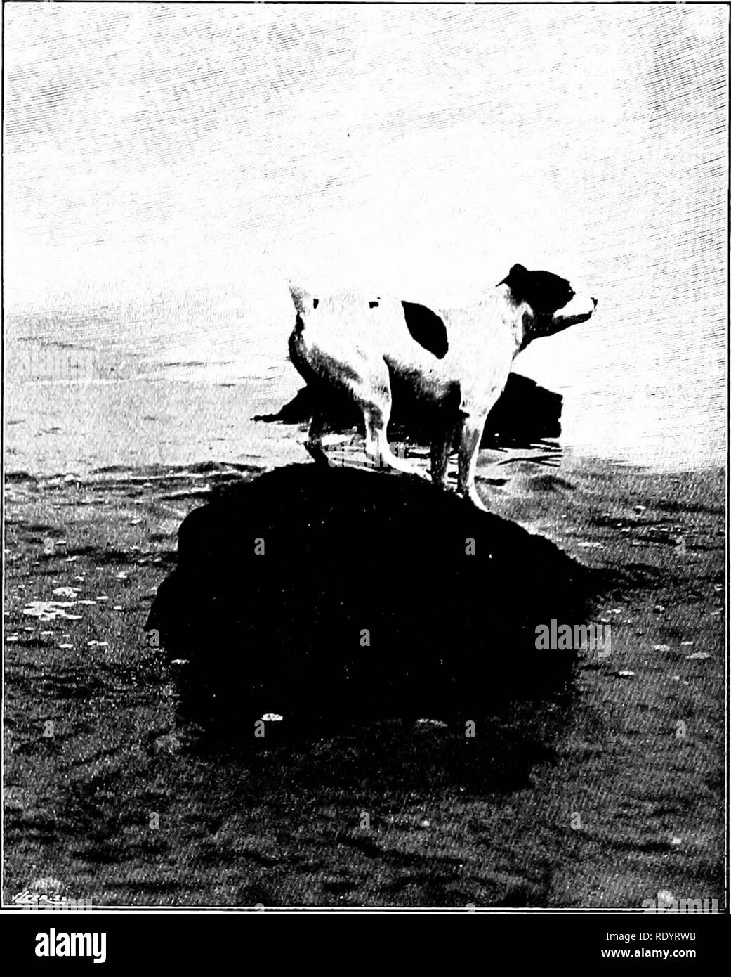 . Our domestic animals, their habits, intelligence and usefulness; tr. from the French of Gos. De Voogt, by Katharine P. Wormeley;. Domestic animals. THE DOG felt itself attracted to man ; but it is cer- tain that individual self-interest, both in man and beast, played a chief part in that treaty of friendship. The fires where they could warm themselves, the mounds of slaughtered game, must have brought the wild dogs, or the canine animals, near to man ; while the bones of dogs found in the oldest human caves of the Stone Age prove that man sought and attracted the dog — to feed upon him. Ther Stock Photo