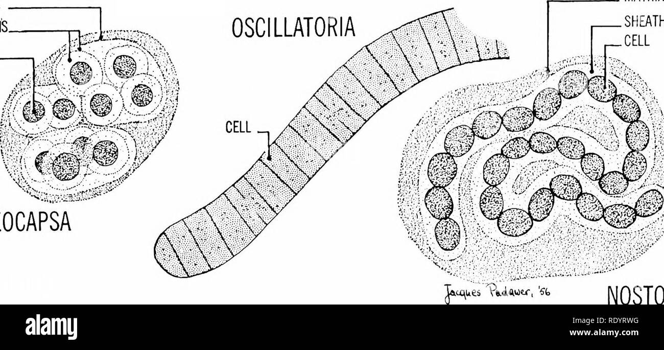 . Principles of modern biology. Biology. The Plant Kingdom - 595 MATRIX   SHEATHS- CELL OSCILLATORIA ^y. , A MATRIX SHEATH. GLEOCAPSA NOSTOC Fig. 31-1. Some blue-green algae (Cyanophyta). Note the absence of nuclei and chloroplasts in the primitive cells. None of the blue-greens reproduces sexually. the most ancient and primitive of all green plants. Most of the 2000 or so known species display a bluish-green color, owing to the presence of a blue pigment, phycocyanin, which is mixed with the chlorophyll. How- ever, red and yellow pigments are also found in the cytoplasm, and some of the spec Stock Photo