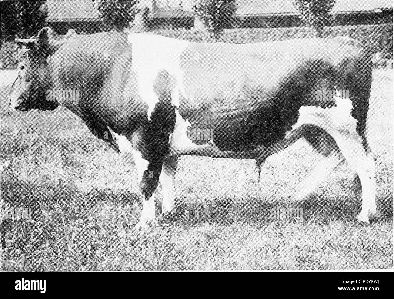 . The Guernsey breed. Guernsey cattle. The Guernsey Breei 129 In September, 1902, Mr. Twombly imported the l)ull Mav Rose King 8336, a dark-colored, smoky-nosed Indl and a son of May Rose 2d 3648, E. G. II. 1',., at a reported cost ..I $4,500. The records show that he was not accorded snch opportunities in the Florham herd as was Sheet Anchor, but he proved to be much superior as a sire. Mc had in all 2') registered daughters, and of this number 21 ha-e qualified for the ad- -anced registry, with average records up to 832.56 pdund.s Init-. Imp. Financier 8571, brougiit to America by V. Everi Stock Photo