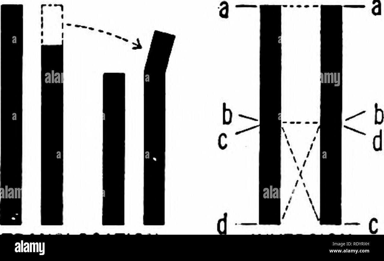 . Principles of modern biology. Biology. PENTAPLOID (35) HEXAPLOID (42 ...