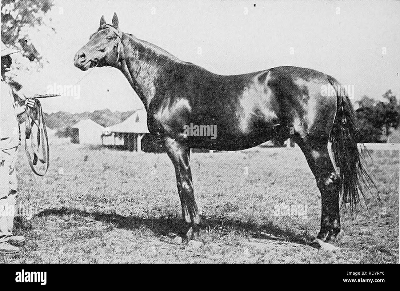 Diomed derby Black and White Stock Photos & Images Alamy