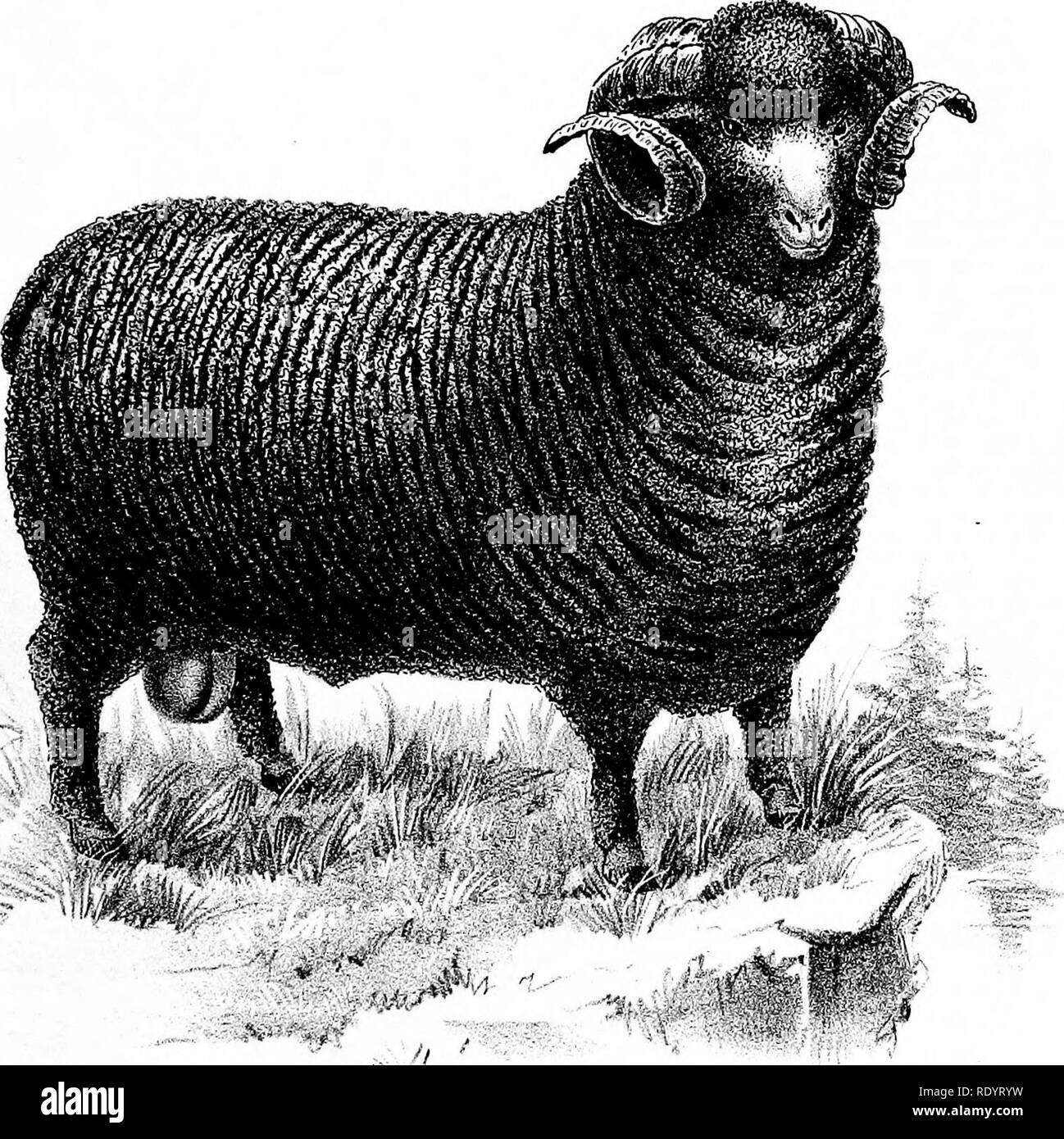 Special Report On The History And Present Condition Of The Sheep Industry Of The United States Sheep 1892 Si B Dv Im Liu 0 Jewtork Haines Del