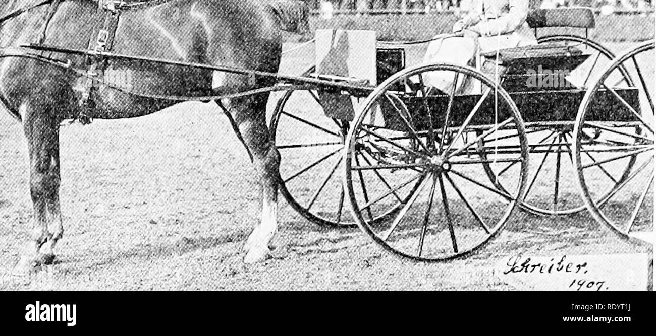 Productive Horse Husbandry Horses Horses I3 3