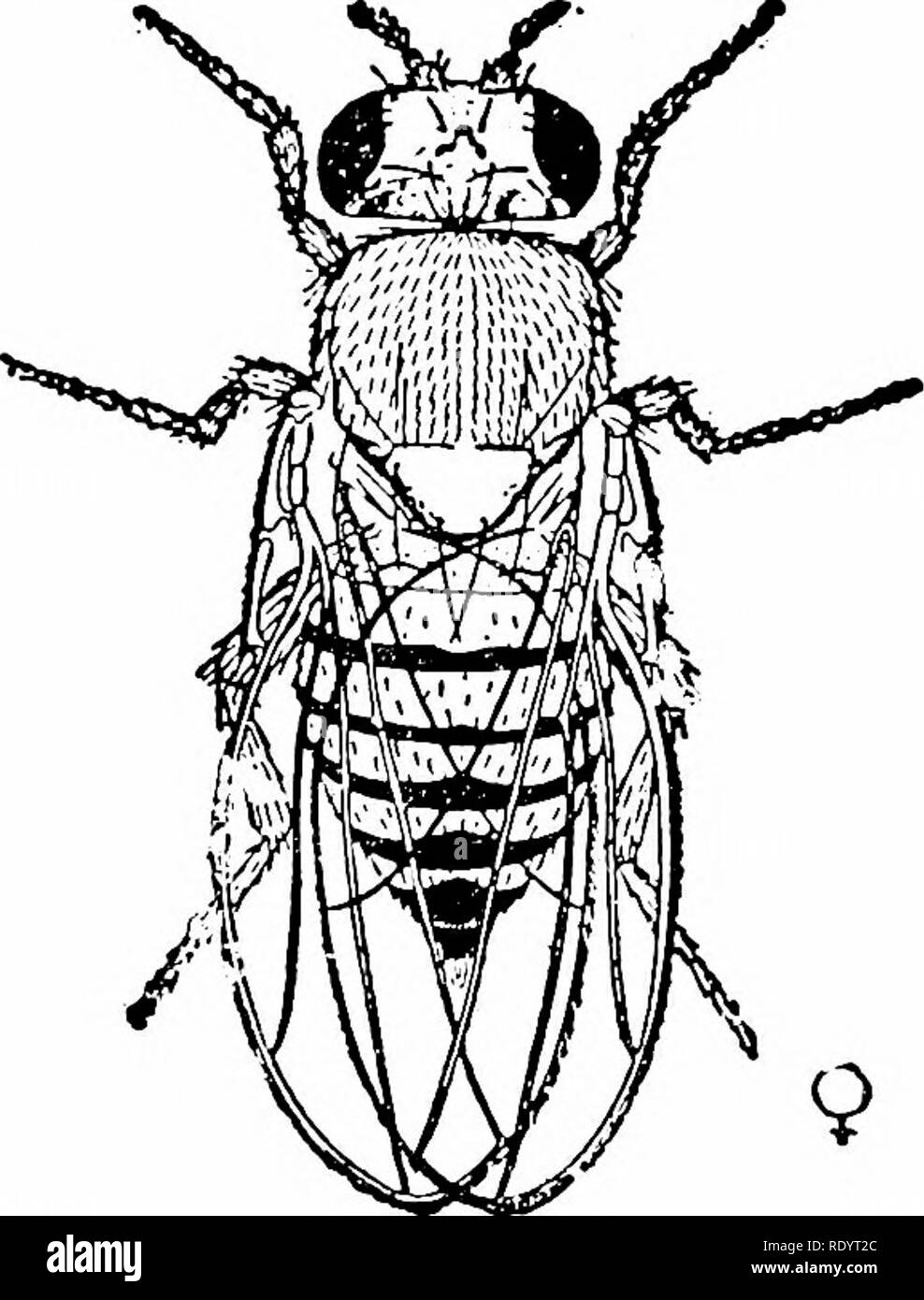 Drosophila melanogaster male and female Black and White Stock Photos