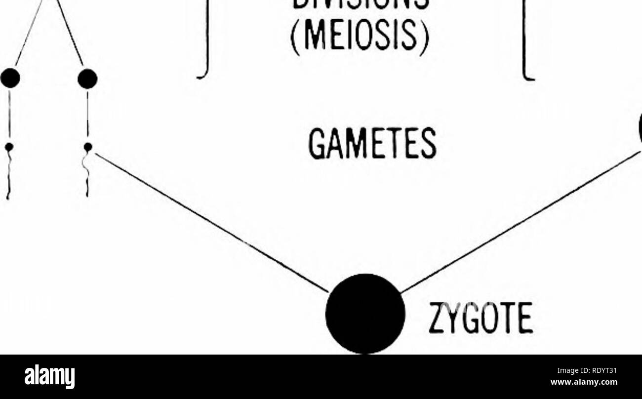 . Principles of modern biology. Biology. 478 - Heredity and Evolution o /  /  /  ooo»oooo / A A A A A A A 0000000*00000000 ZYGOTE EMBRYONIC DEVELOPMENT 9 O • /   o o o • O A o o A A / /  /  • • • • A A / A •••••••• PRIMORDIAL GERM CELLS OOOOOOOfOOOOOOOO A A • • • • A A A A /  TESTIS 1 SPERMATOCYTE t / SPERMATIDS • • SPERM GONIA A A • • • • A A A A OVARY AUXOCYTES GROWTH PERIOD MATURATION DIVISIONS (MEIOSIS) 1 OOCYTE. A POLAR BODIES EGG ZYGOTE Fig. 26-3. History of the germ cells in multicellular animals; germ cells black, somatic cells white. The number of cell divisions is actually Stock Photo