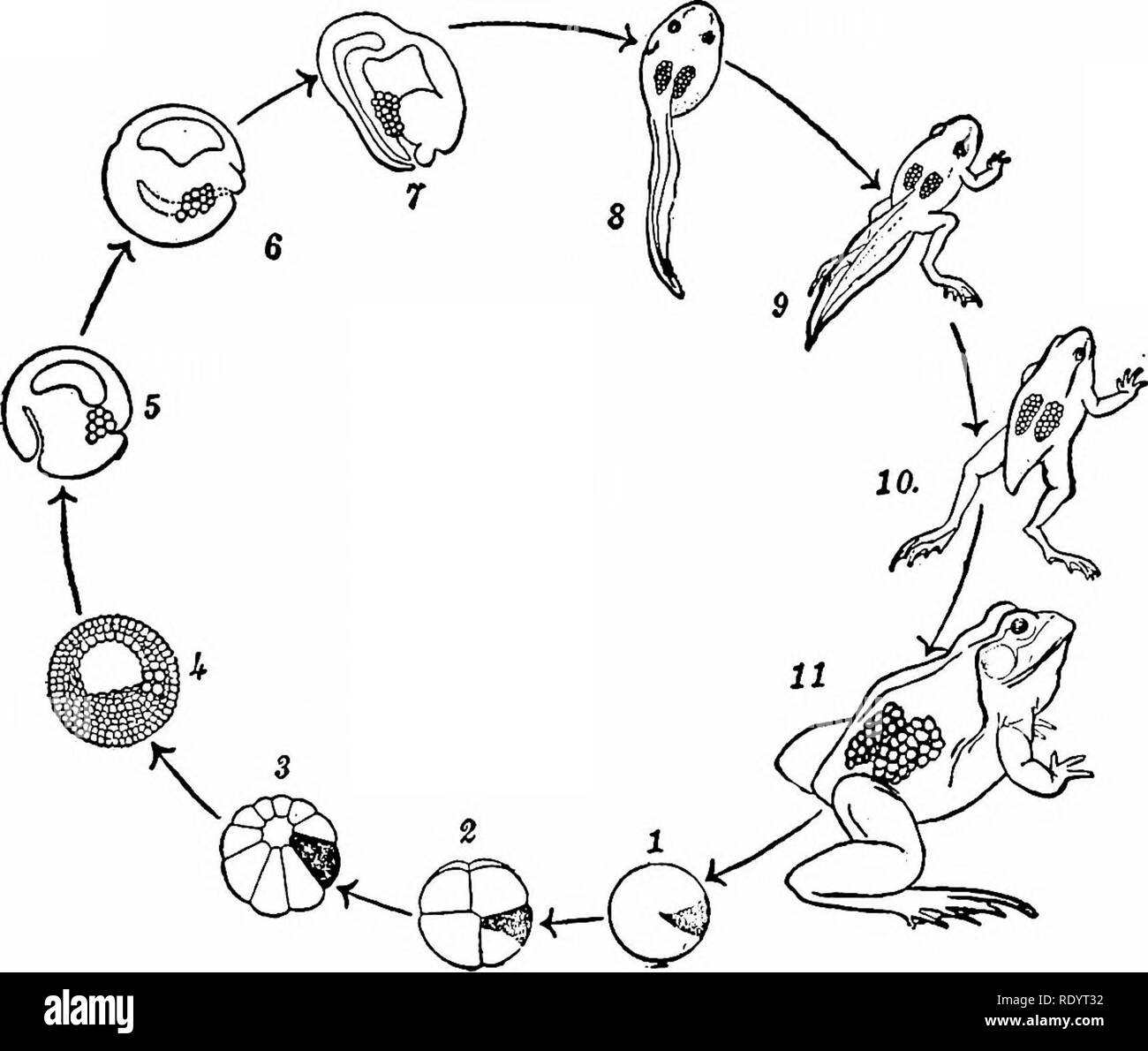 Mitosis In The Eukaryotic Cell Cycle Mitosis Biology Diagrams