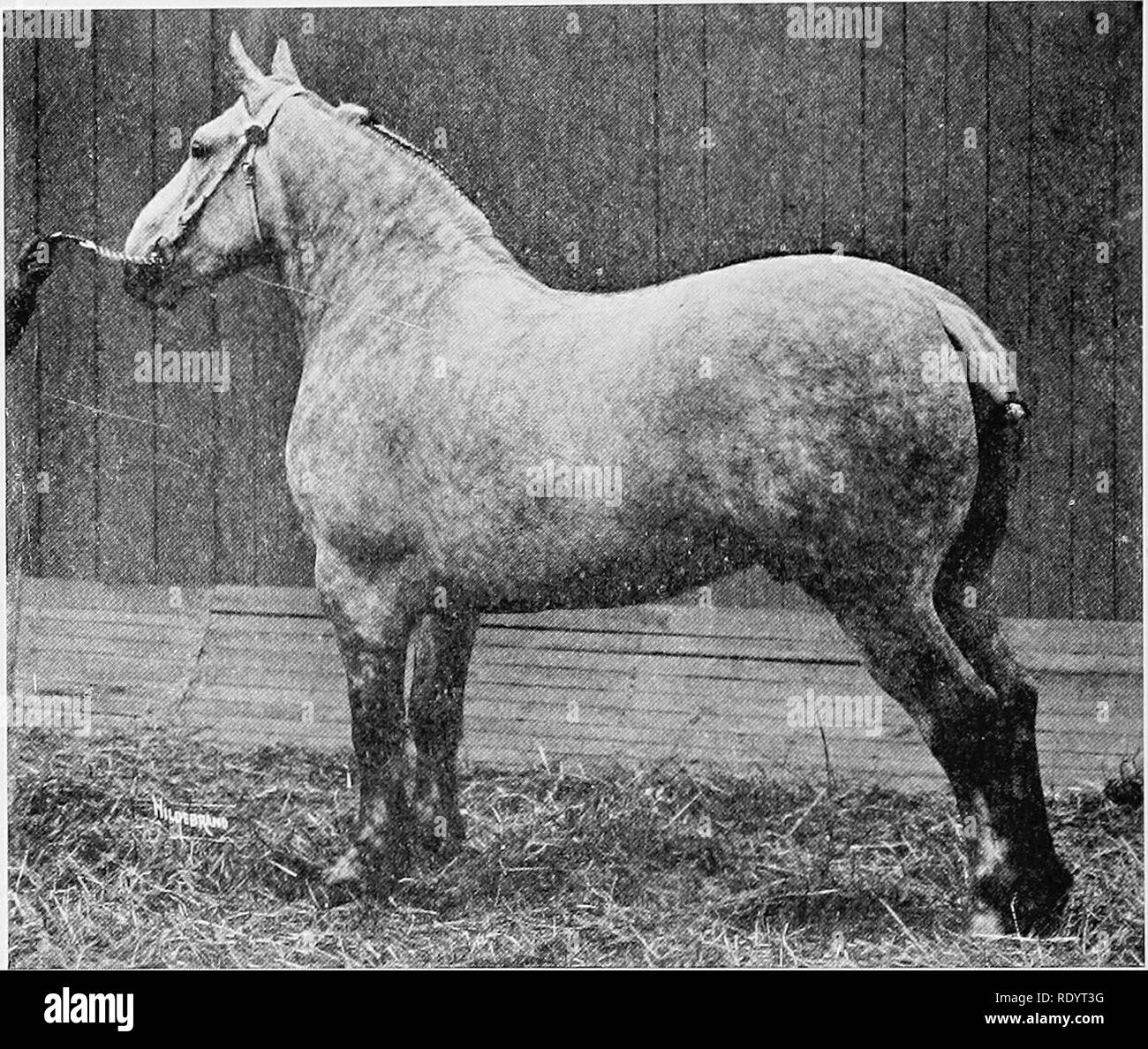 Productive Horse Husbandry Horses Horses 36 Types And