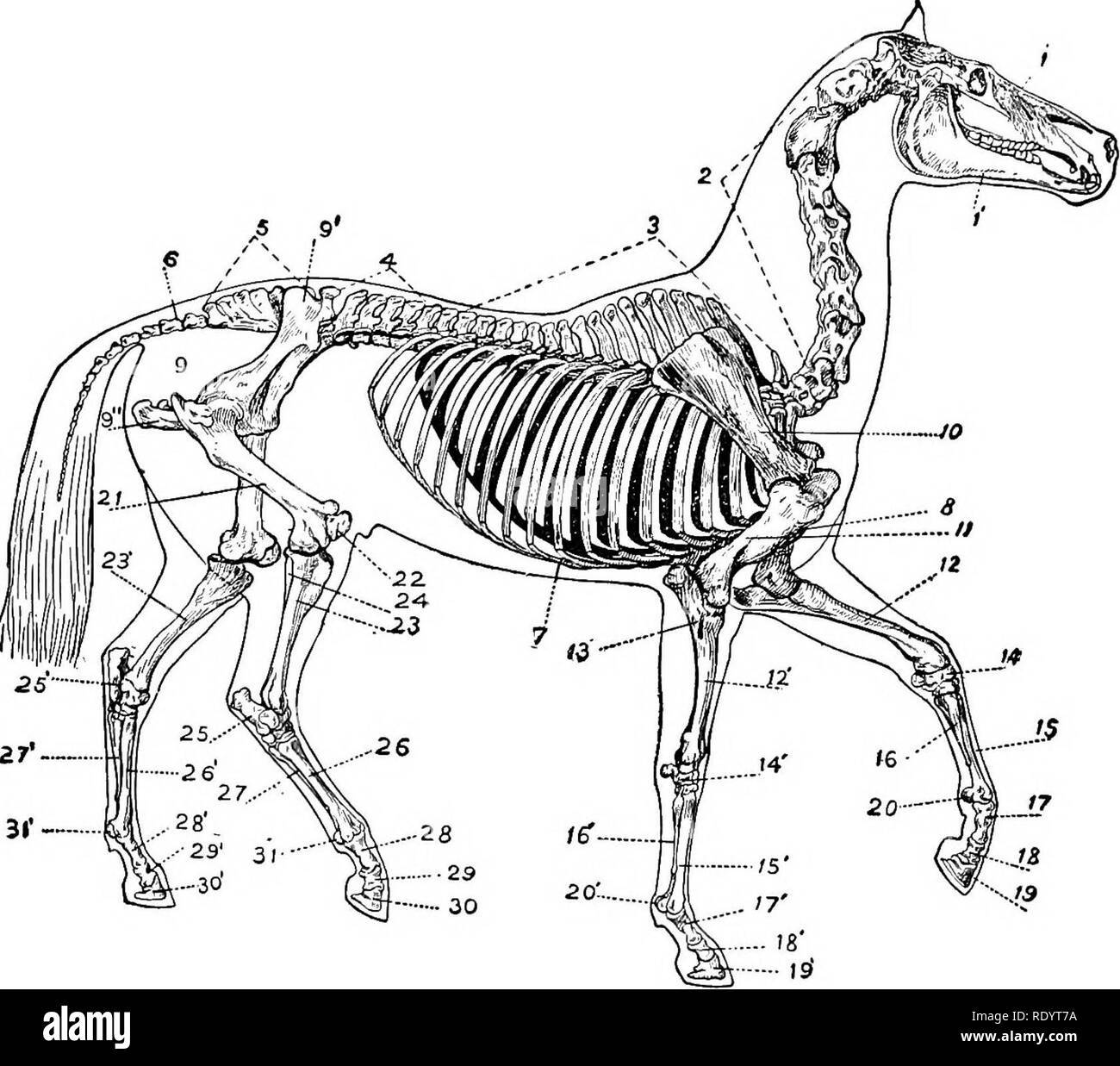 . Productive horse husbandry. Horses; Horses. STRUCTURE AND FUNCTION