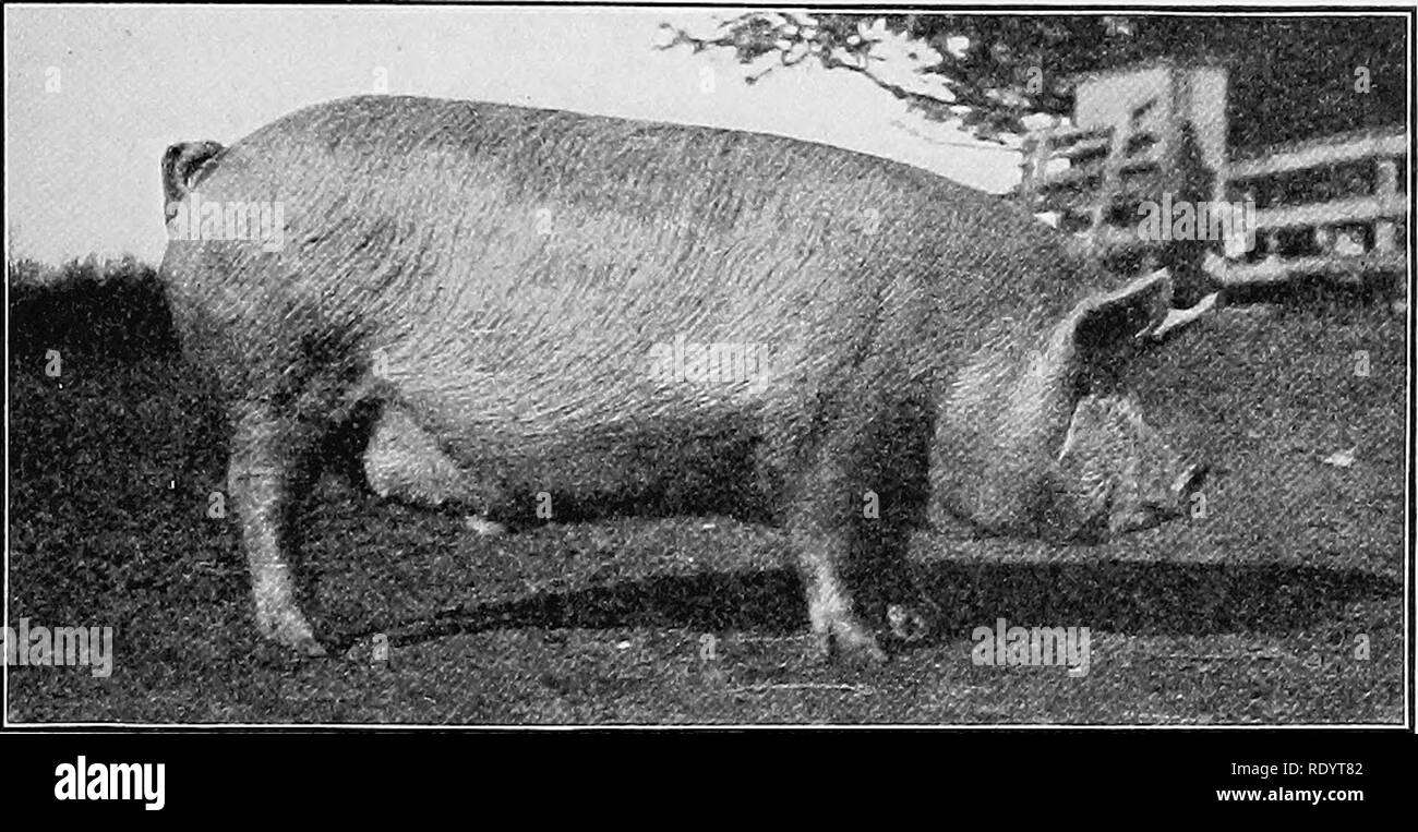 Yorkshire pig farm Black and White Stock Photos & Images - Alamy